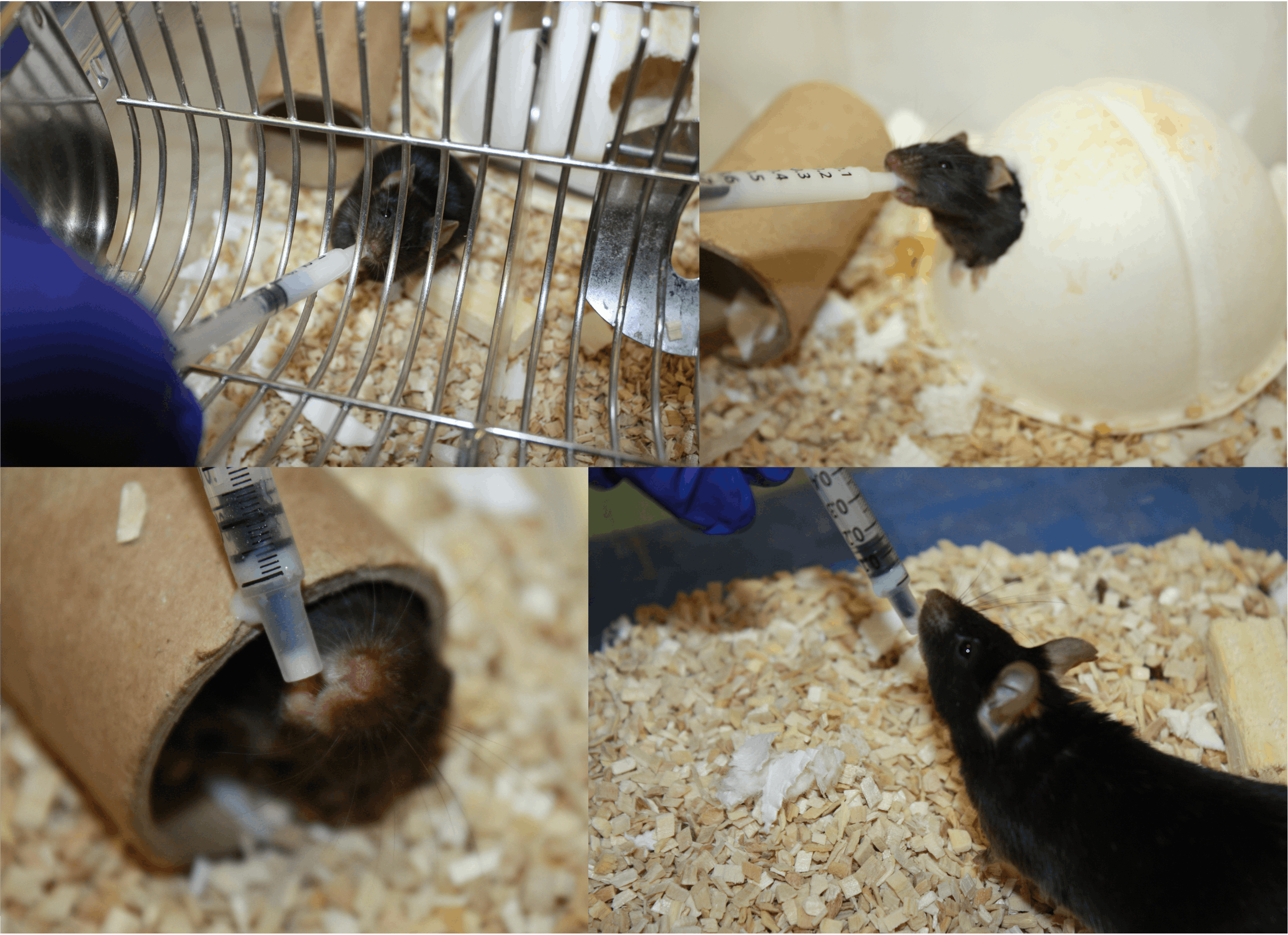 A collage of mice drinking solution from their cage.