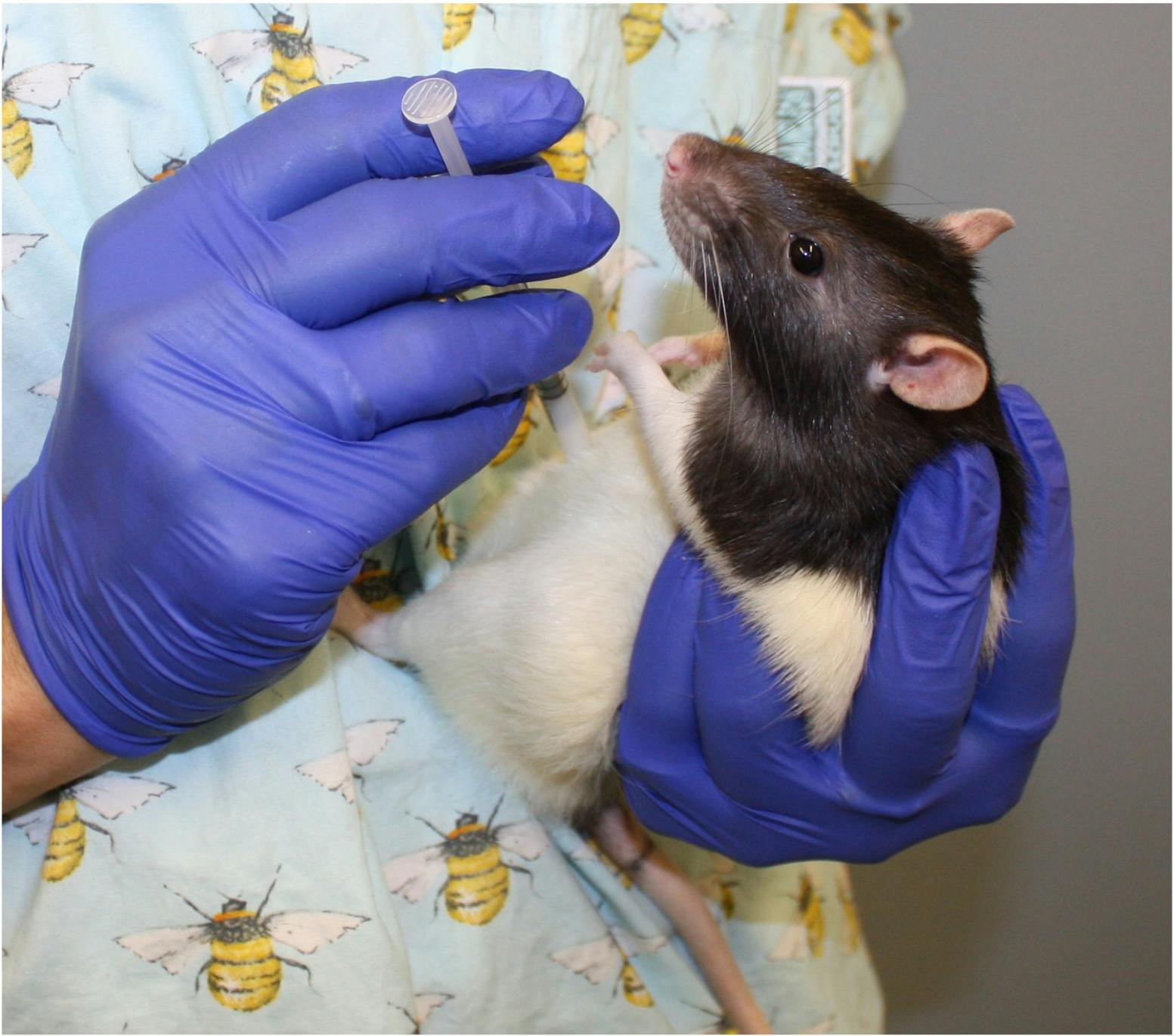 A rat held in an incorrect position for dosing.