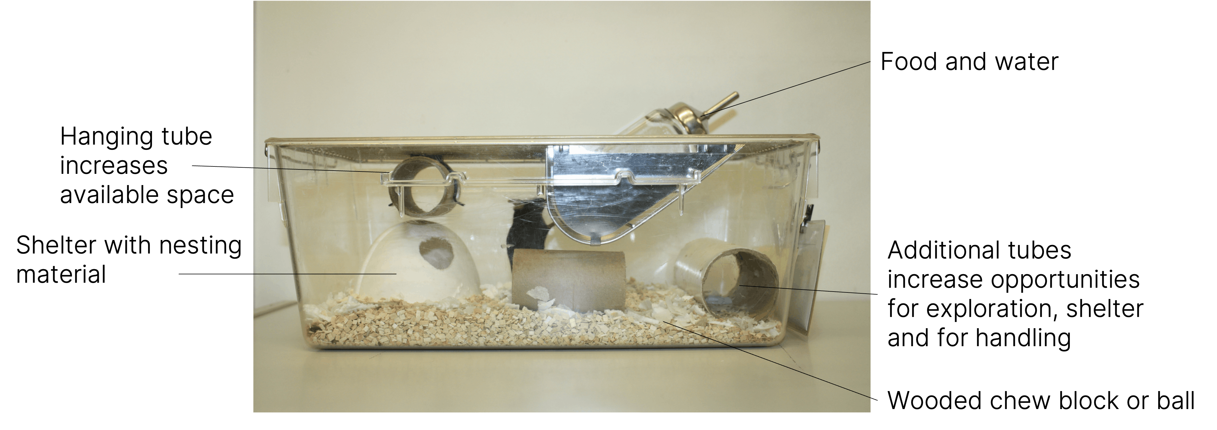 An example of an enriched cage for mice.
