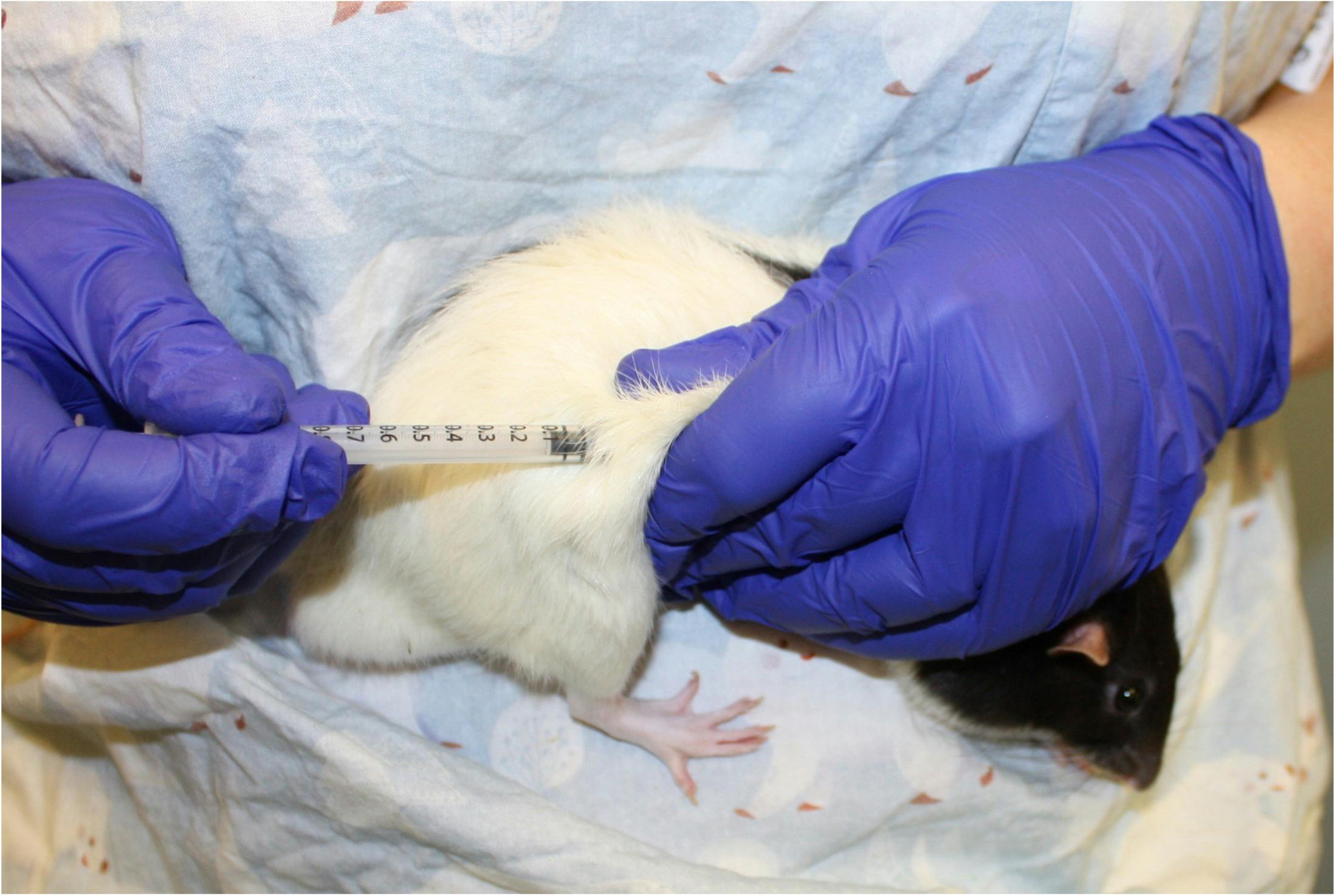 A rat being dosed while held against a scientist's abdomen.