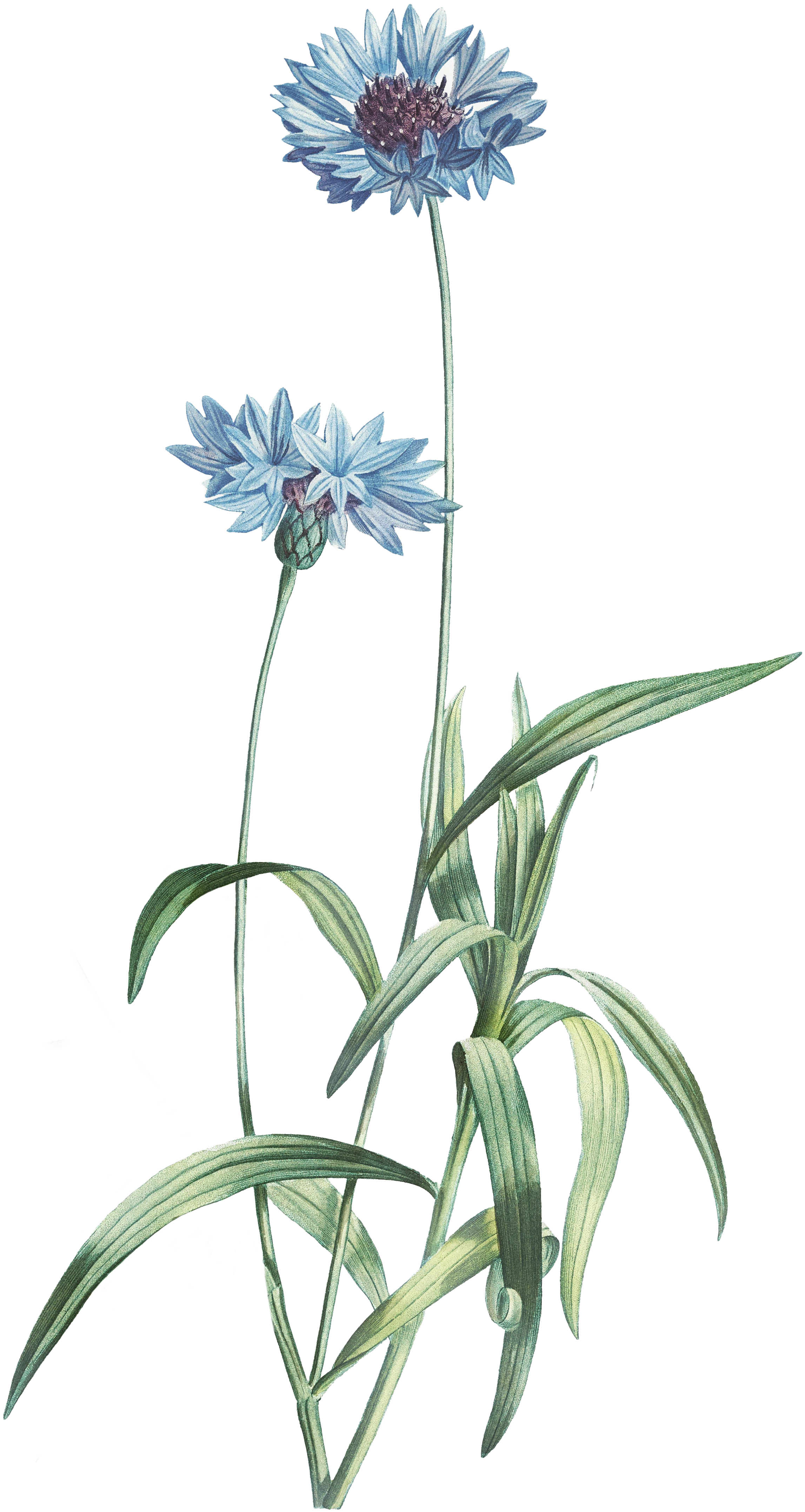 Two cornflowers.