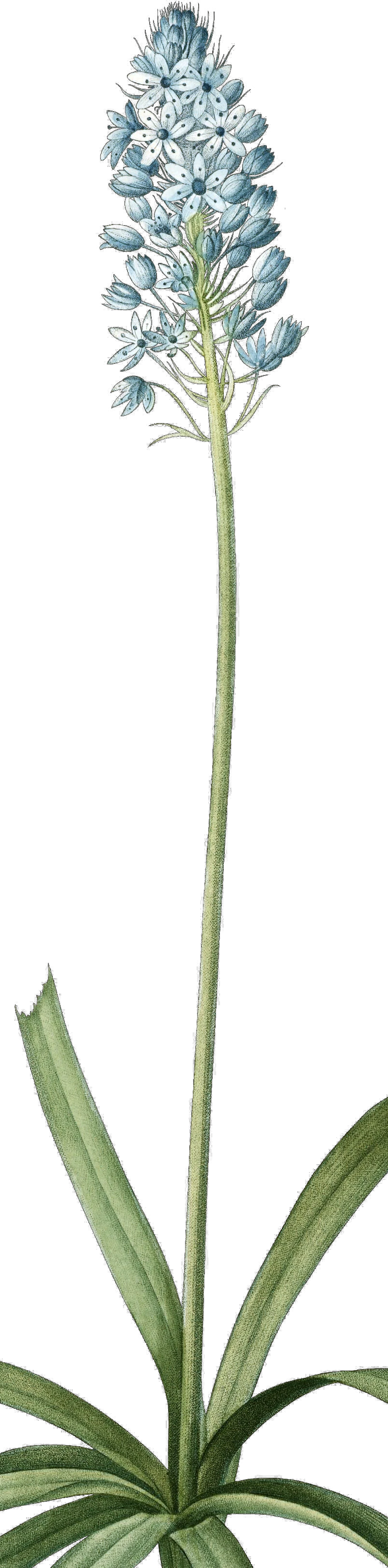 A blue lily.