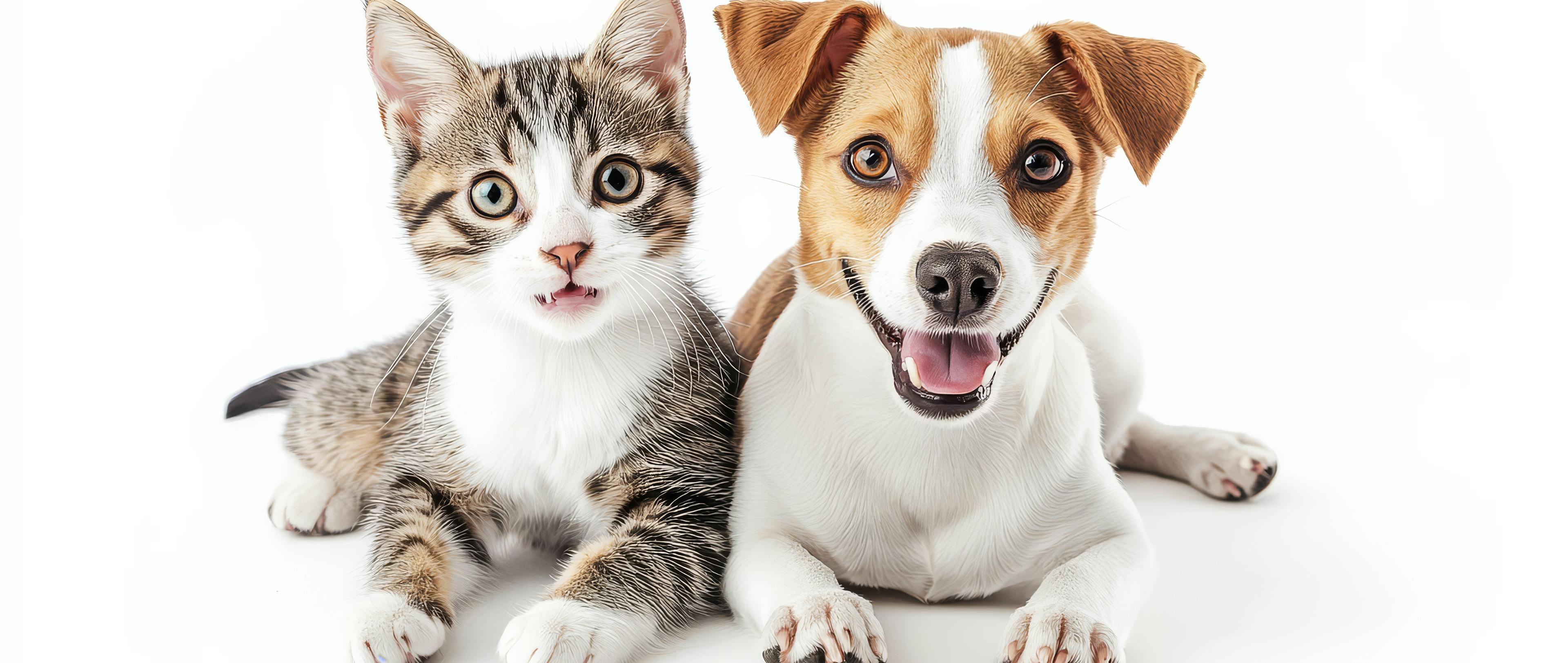кіт та собака на білому фоні