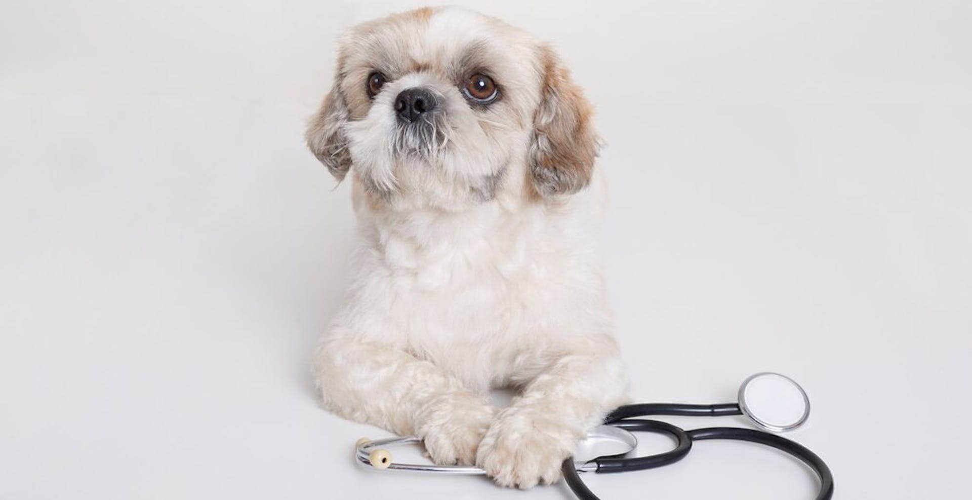 песик пекінес зі статоскопом
