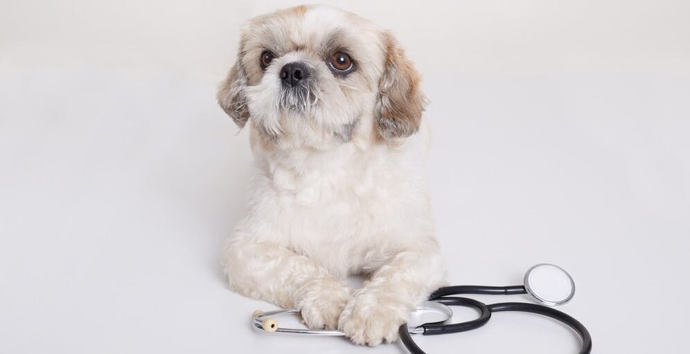 песик пекінес зі статоскопом