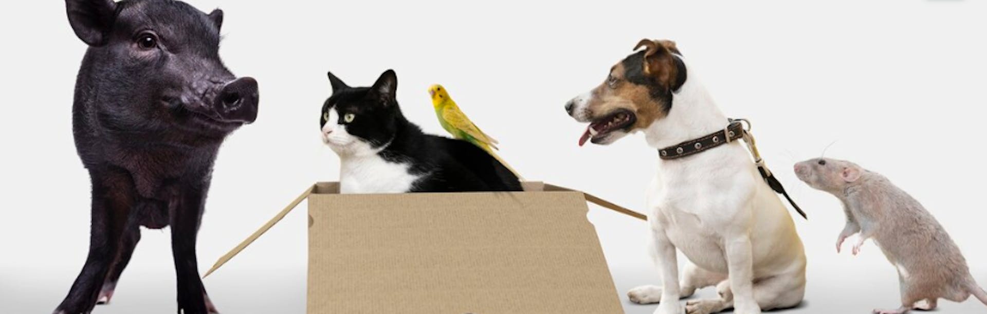 свинка, котик, собачка, птичка та щур