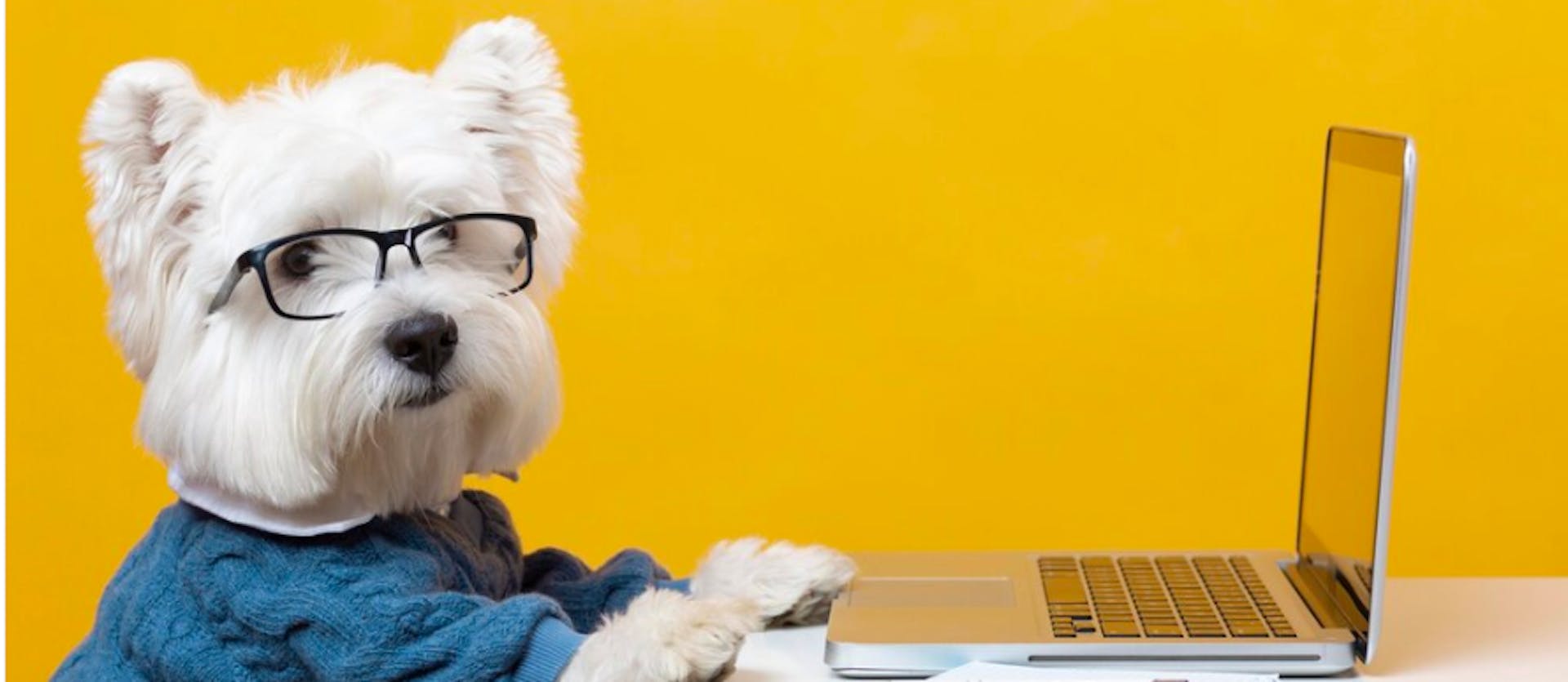 собака за компьютером