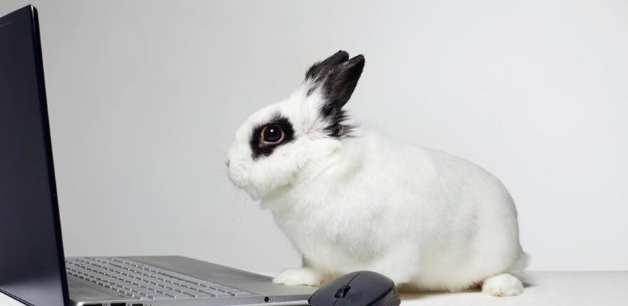 кроль за компьютером