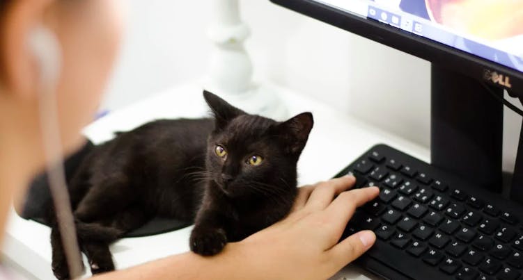 кот біля комп'ютеру