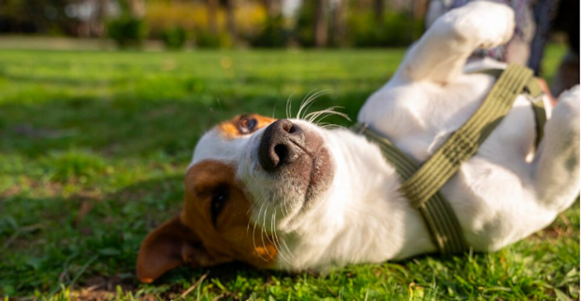 собака джек-рассел терєр лежить на траві