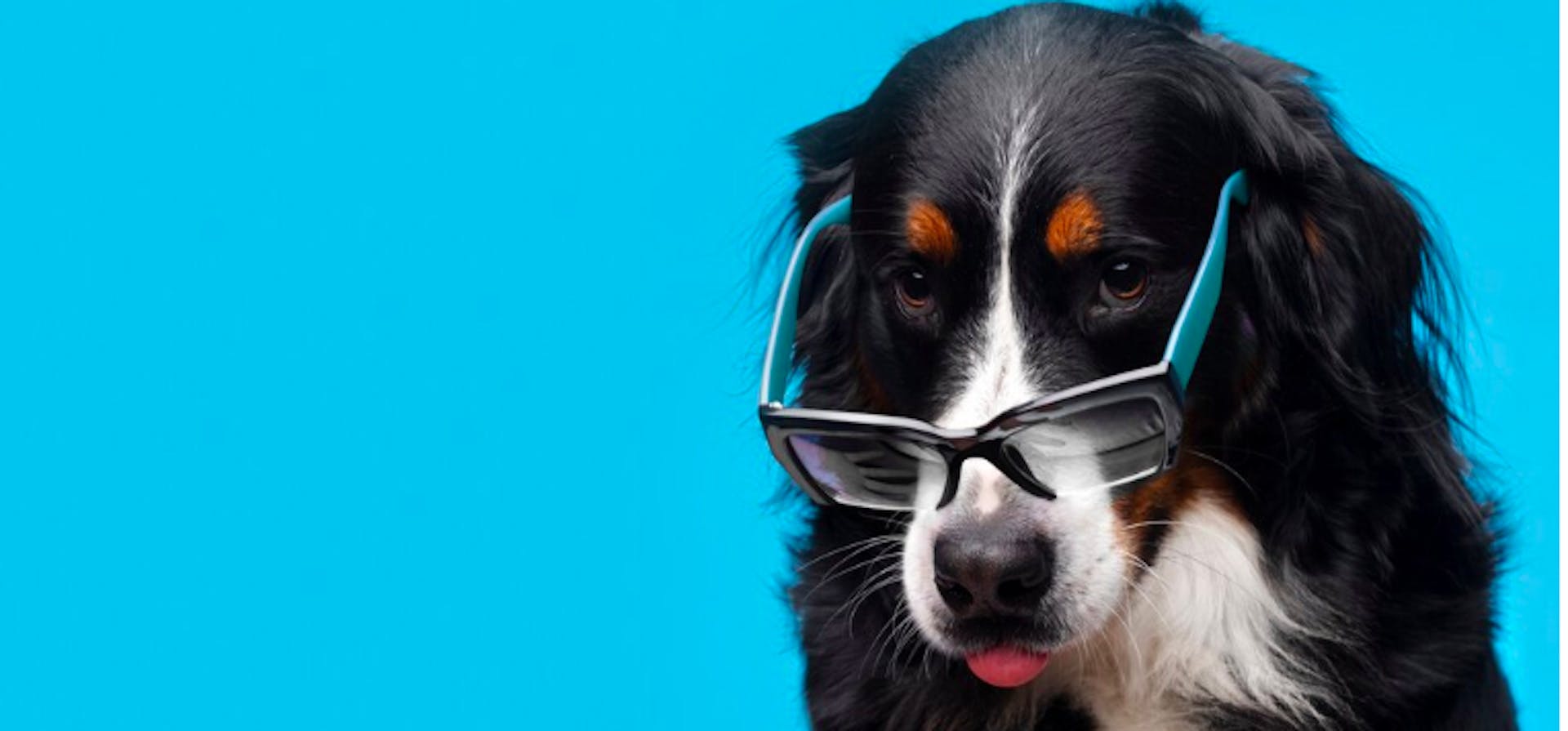 собака показує язик на блакитному фоні