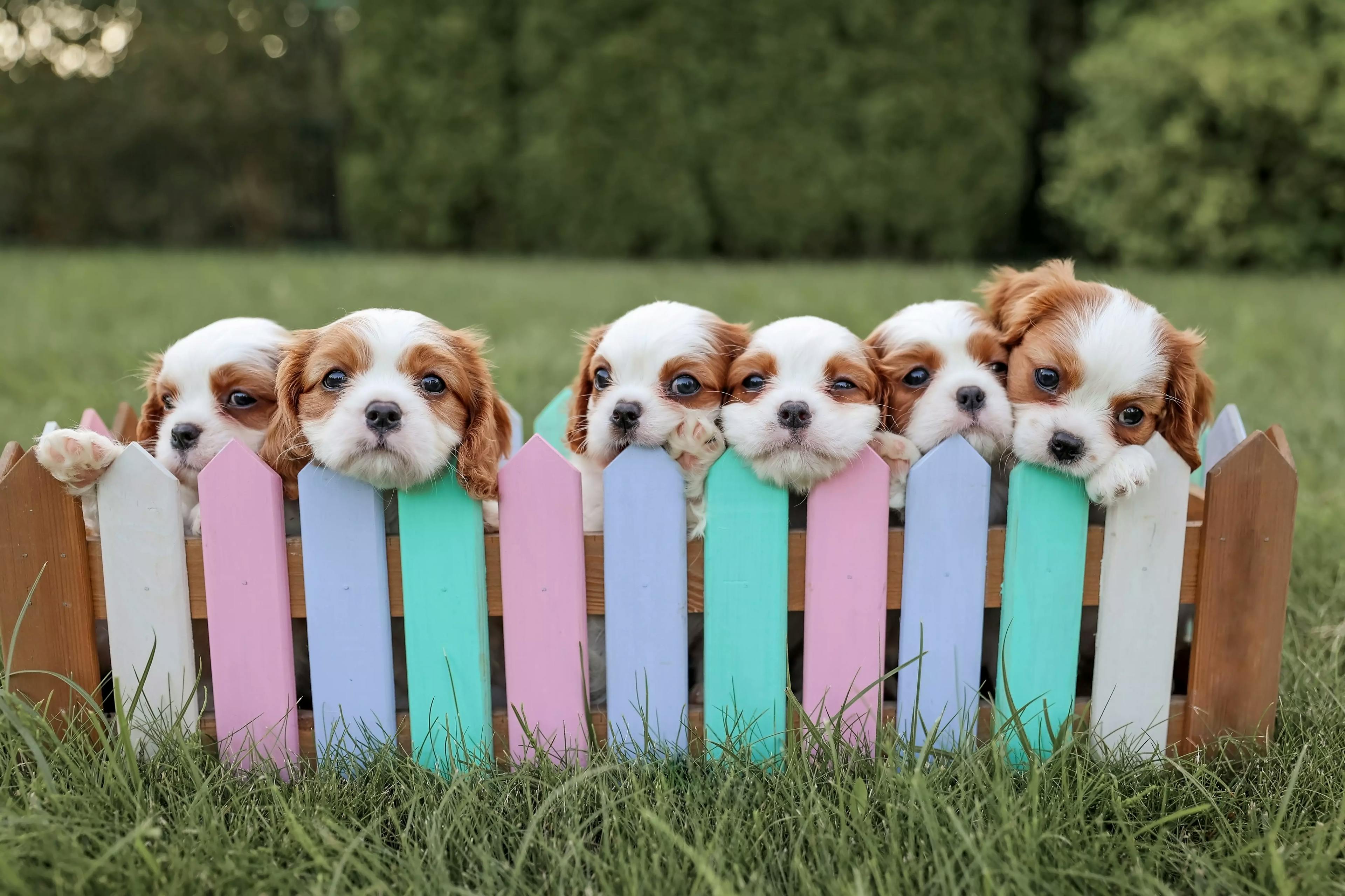 маленькі цуценята виглядають через кольорову огорожу