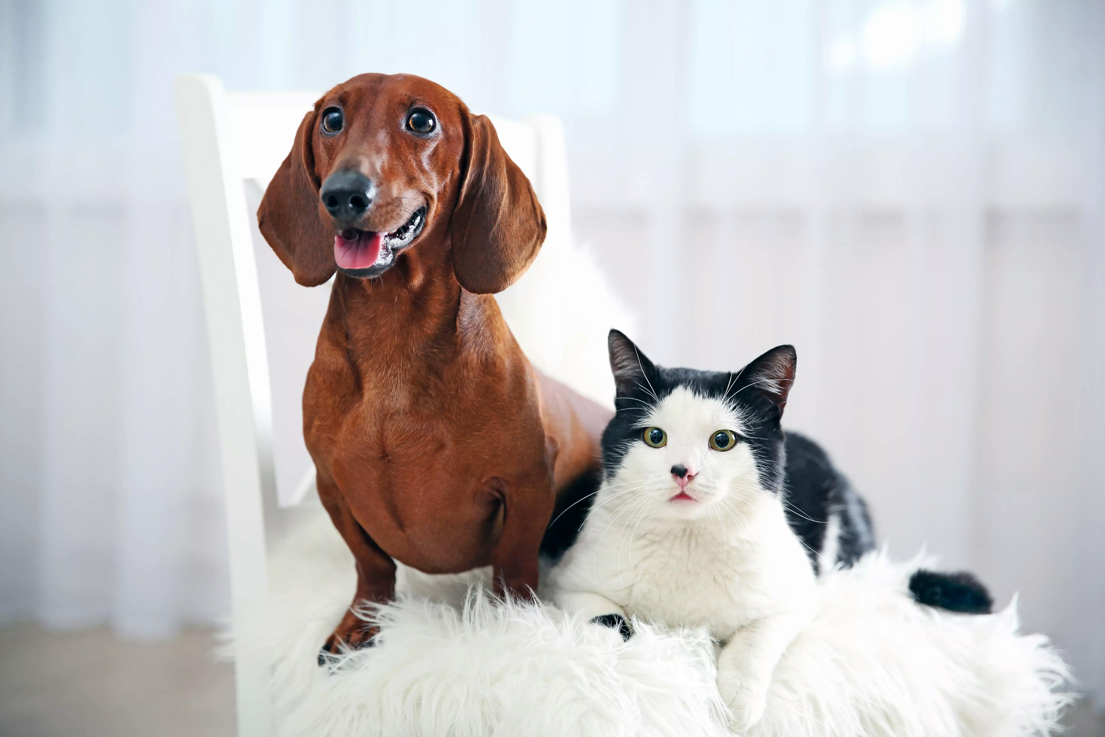 красива кішка і такса сидять на стільчику у приміщенні