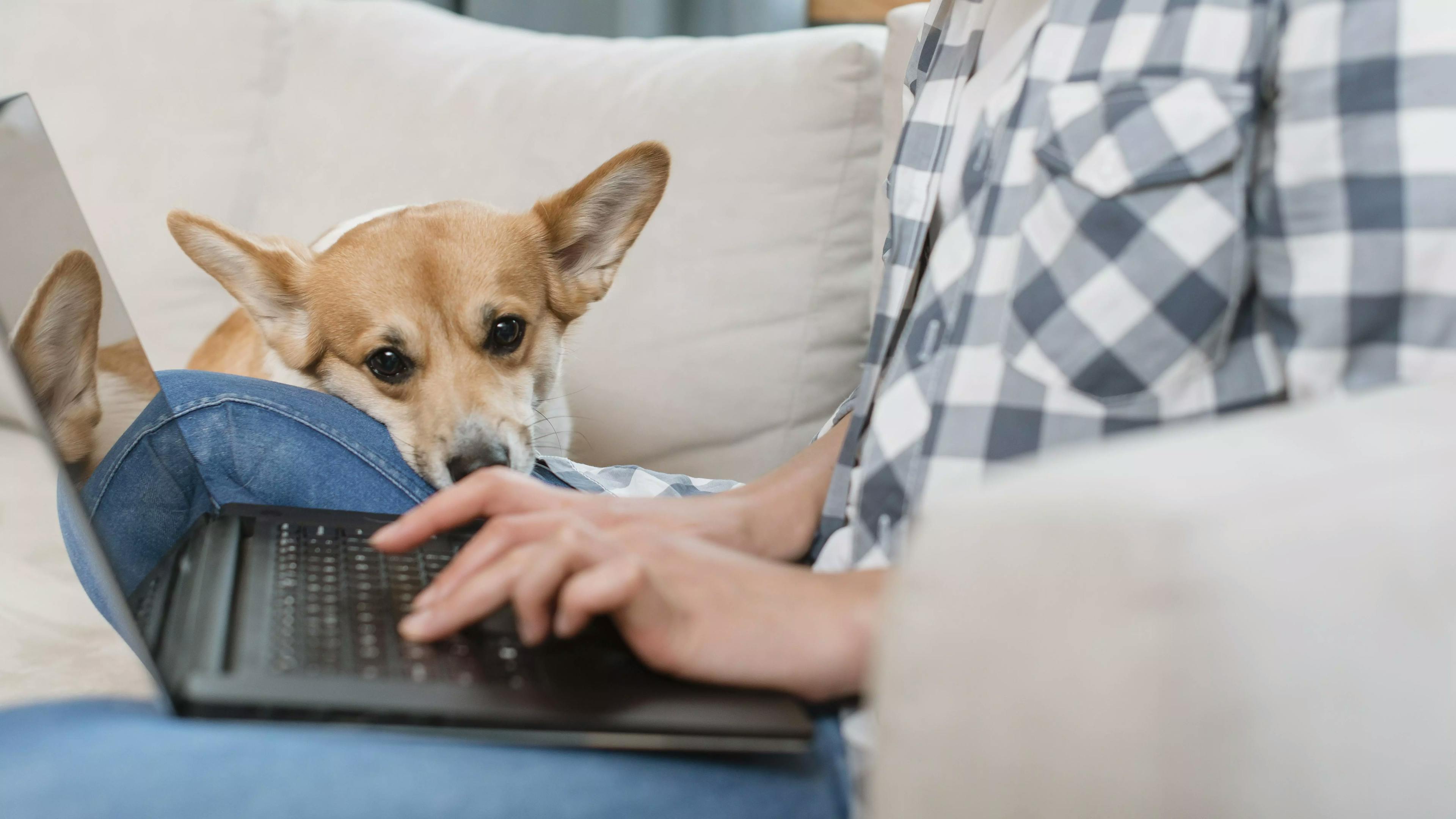 дівчина спілкується онлайн з лікарем-ветеринаром щодо здоров'я своєї собаки