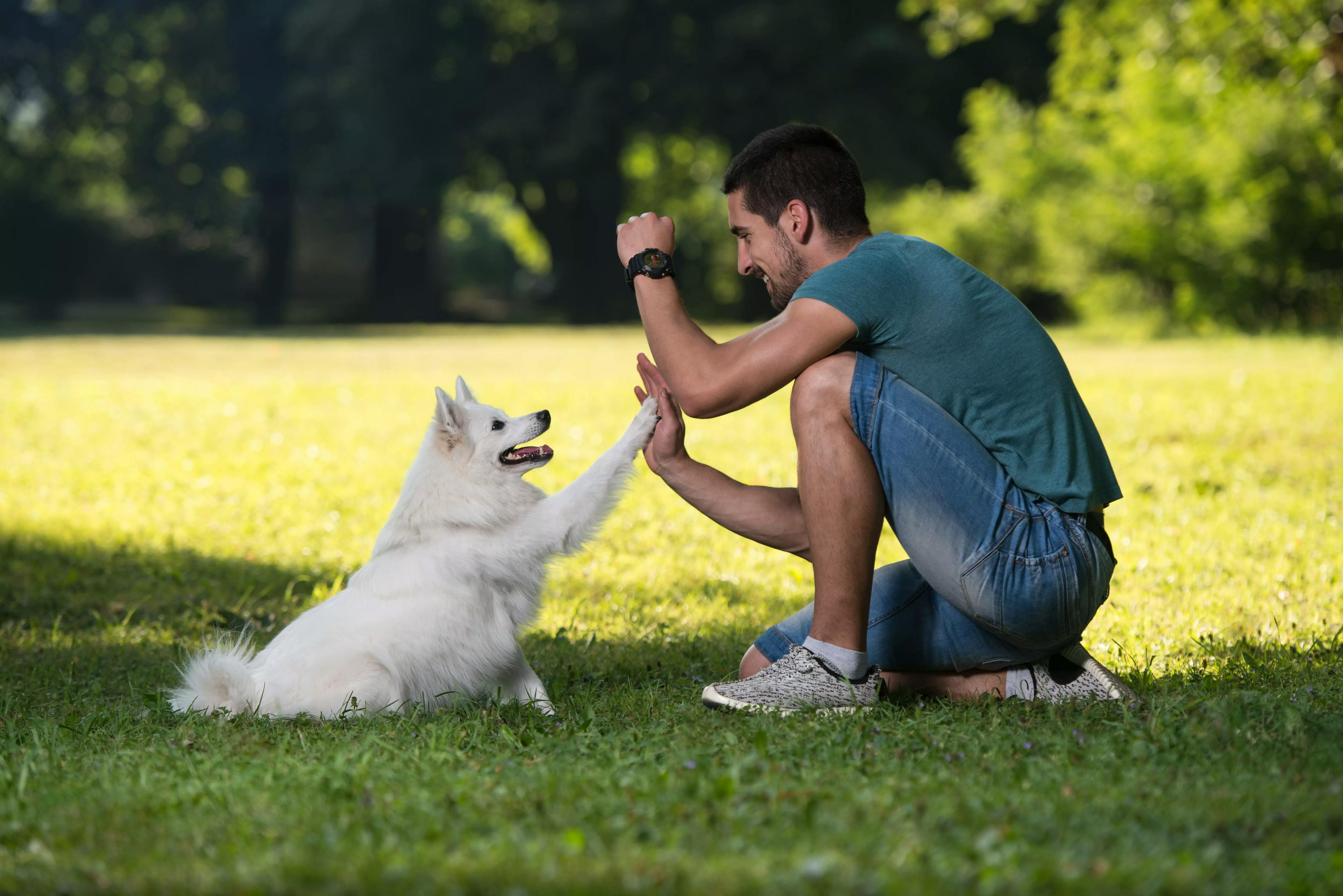 хлопець-кінолог займається з собакою в парку