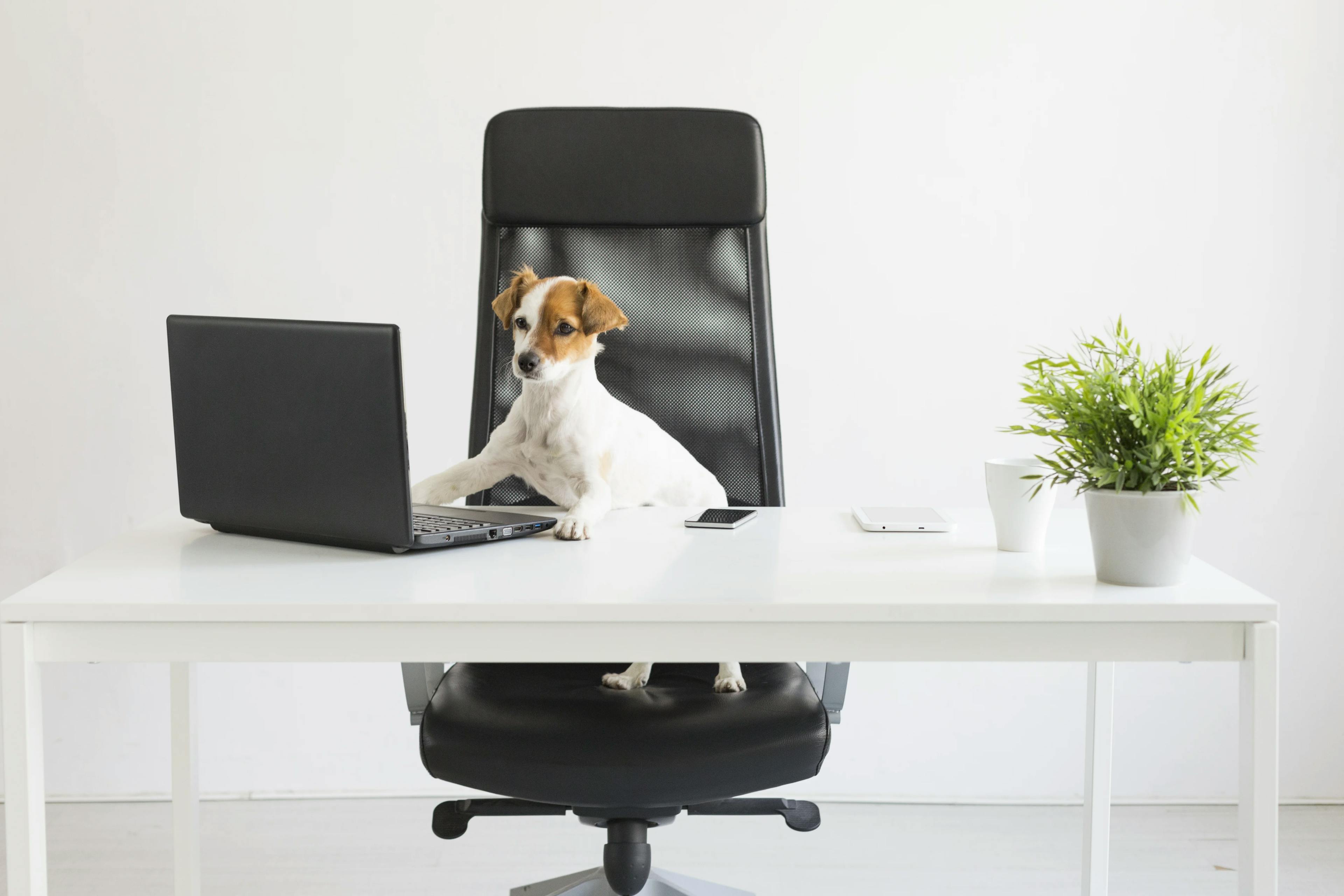 песик сидить в офісному кріслі і працює за ноутбуком