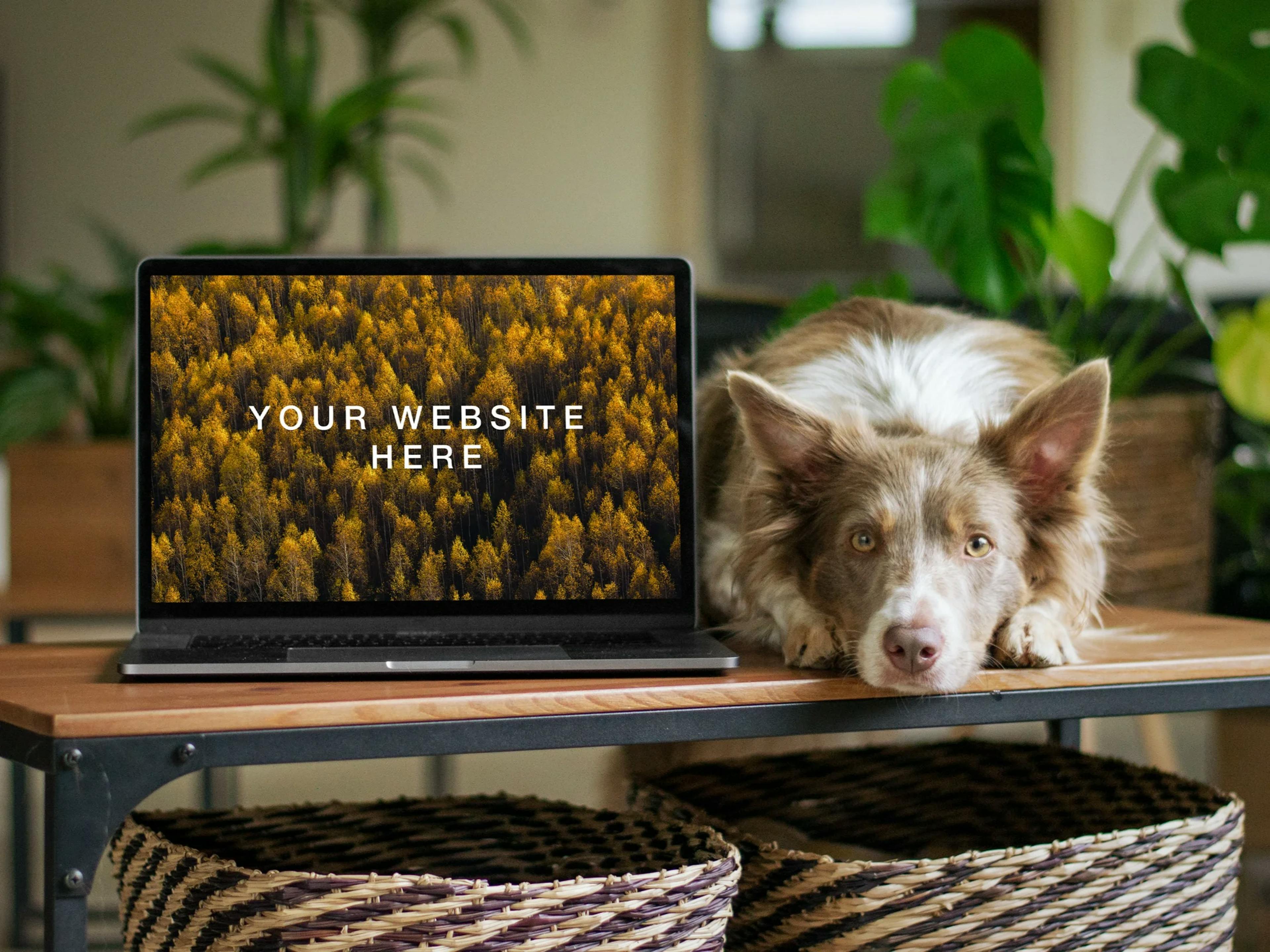 милий пес лежить на столі поруч із ноутбуком