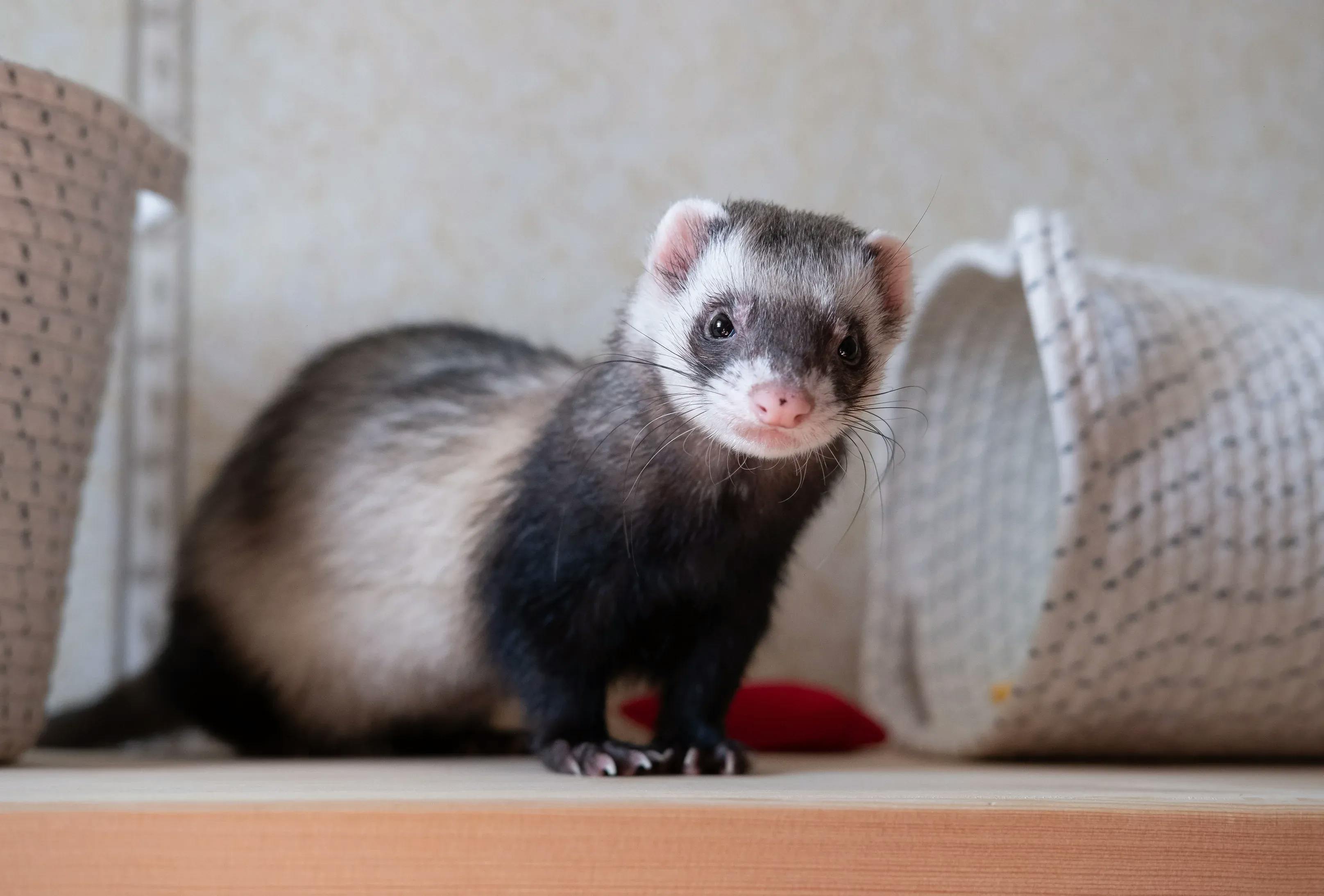 тхір сидить на поличці в кімнаті