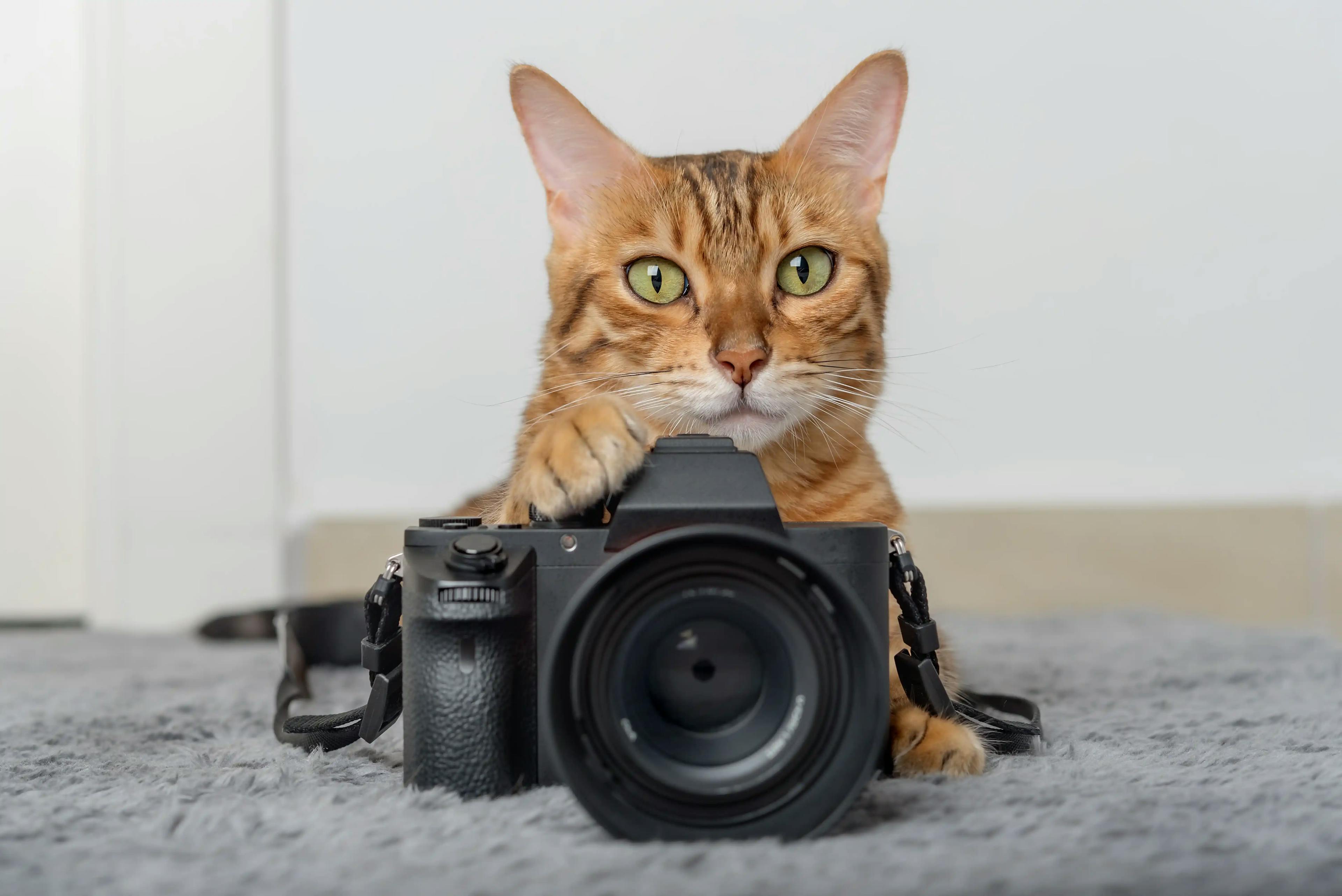 кішка лежить на підлозі поруч з фотокамерою