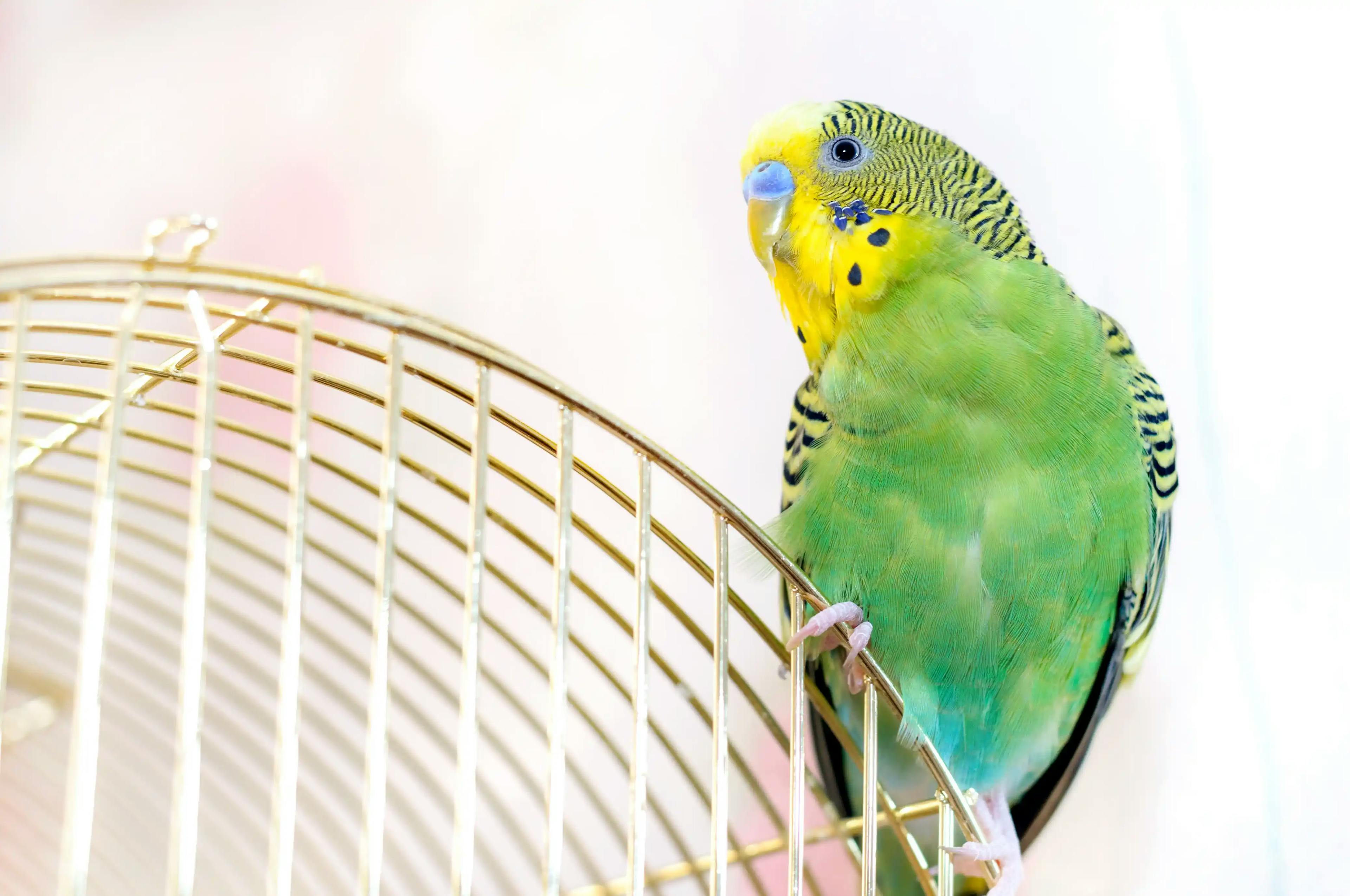зелений хвилястий папуга сидить на клітці