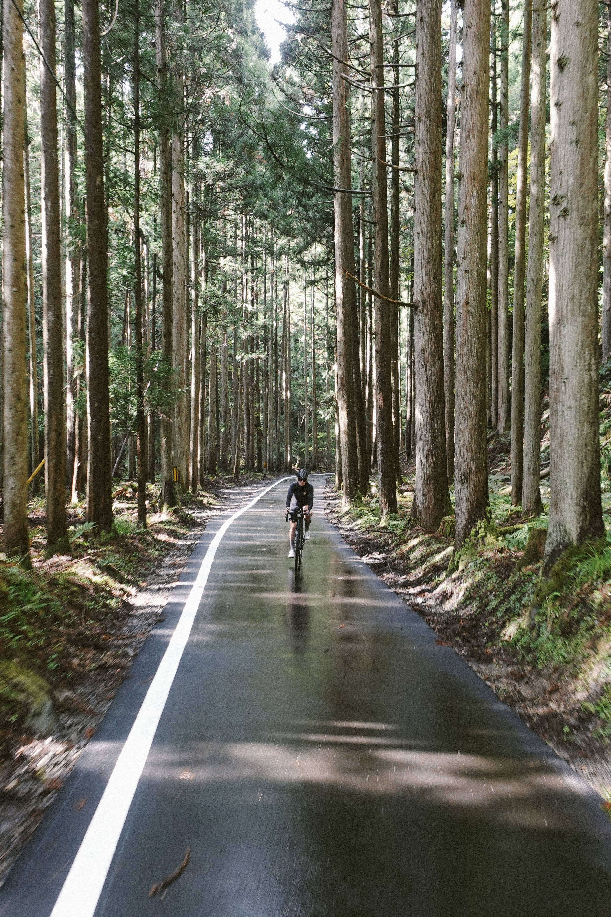 Rider on a wet road running through a stand of tall cedars