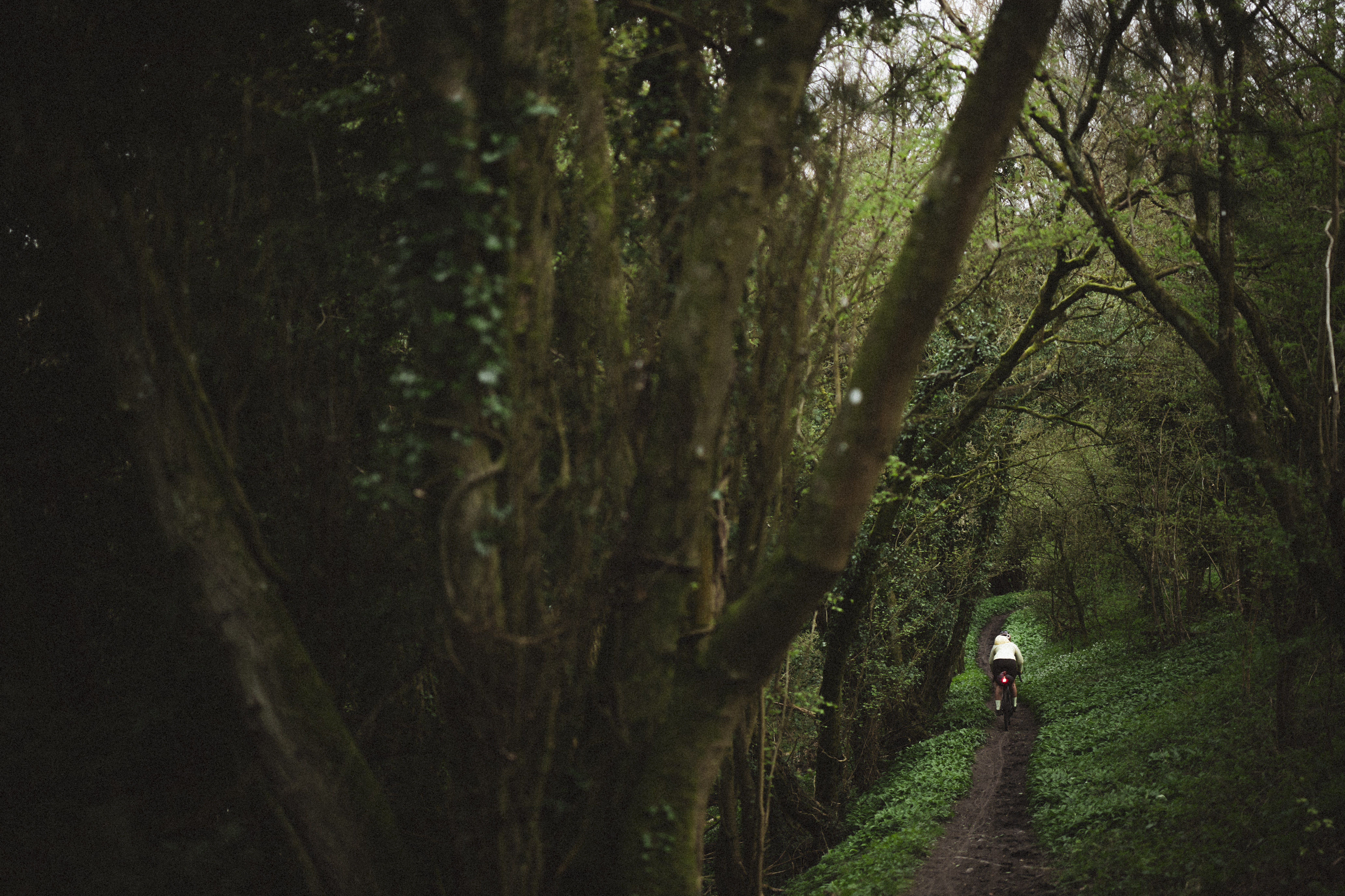 Rider on a narrow woodland track framed by mossy trees