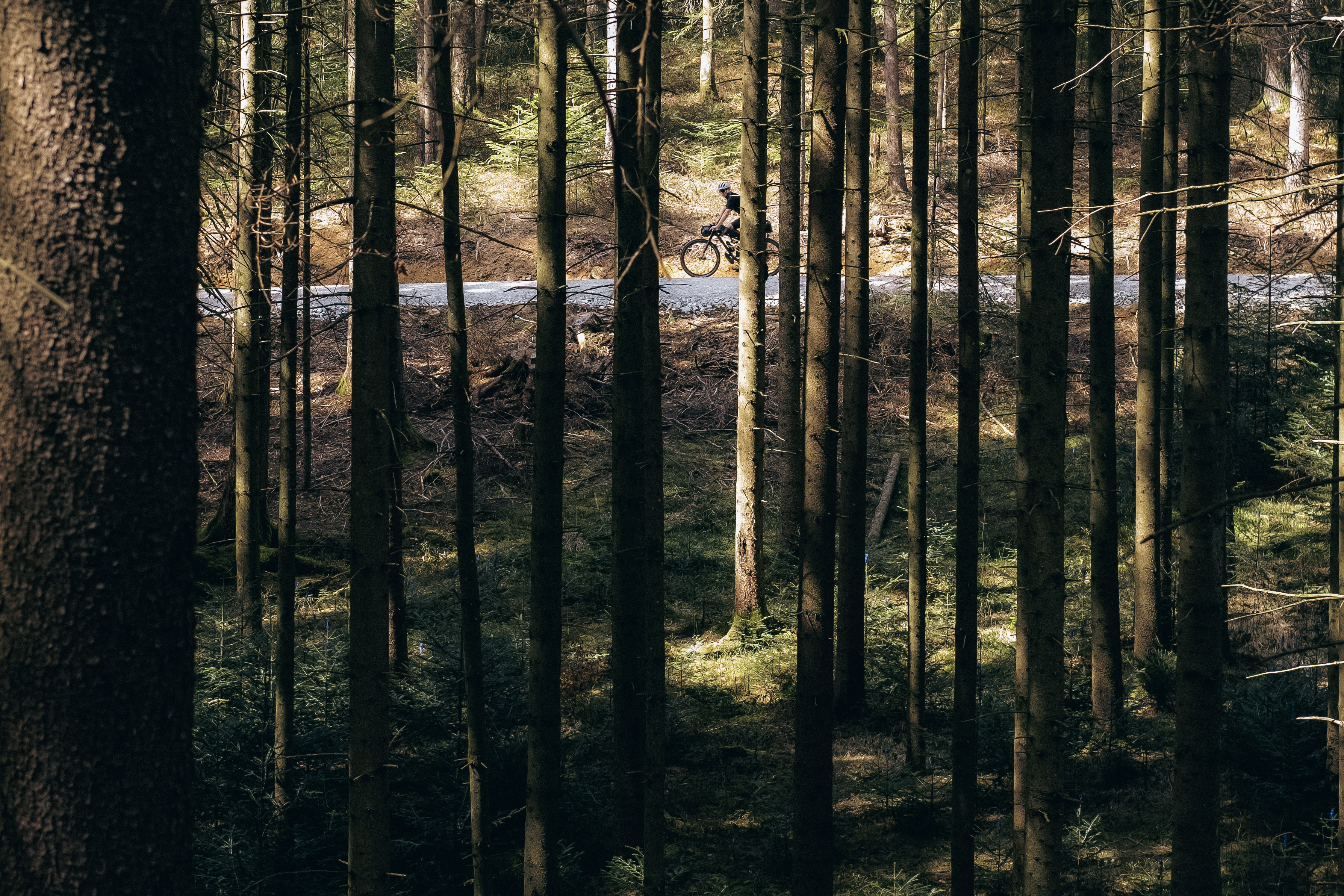 Rider glimpsed through dense spruce trunks on a track above the forest floor