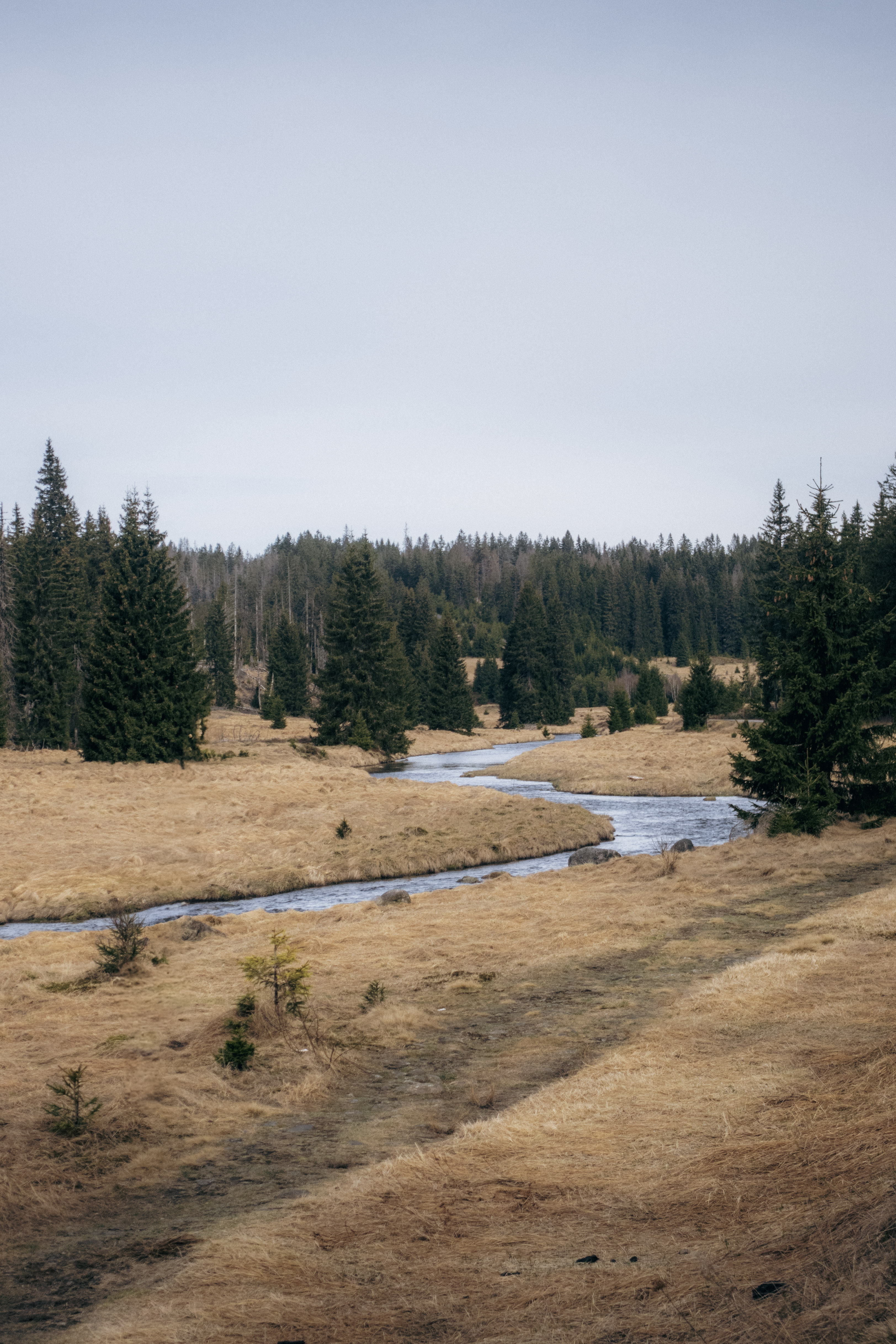 Stream winding through pale grass and scattered spruce in an open moorland clearing