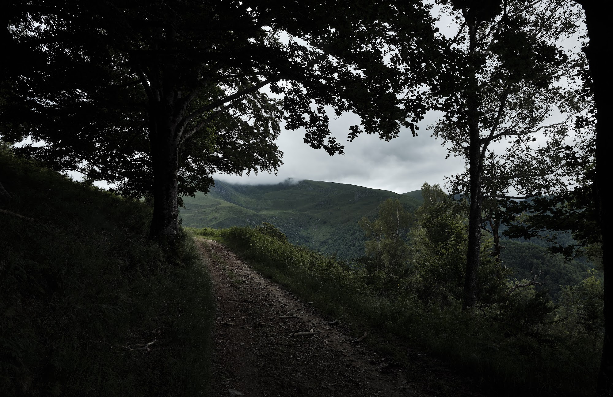 Forest track emerging from dark trees toward a green ridge under low cloud