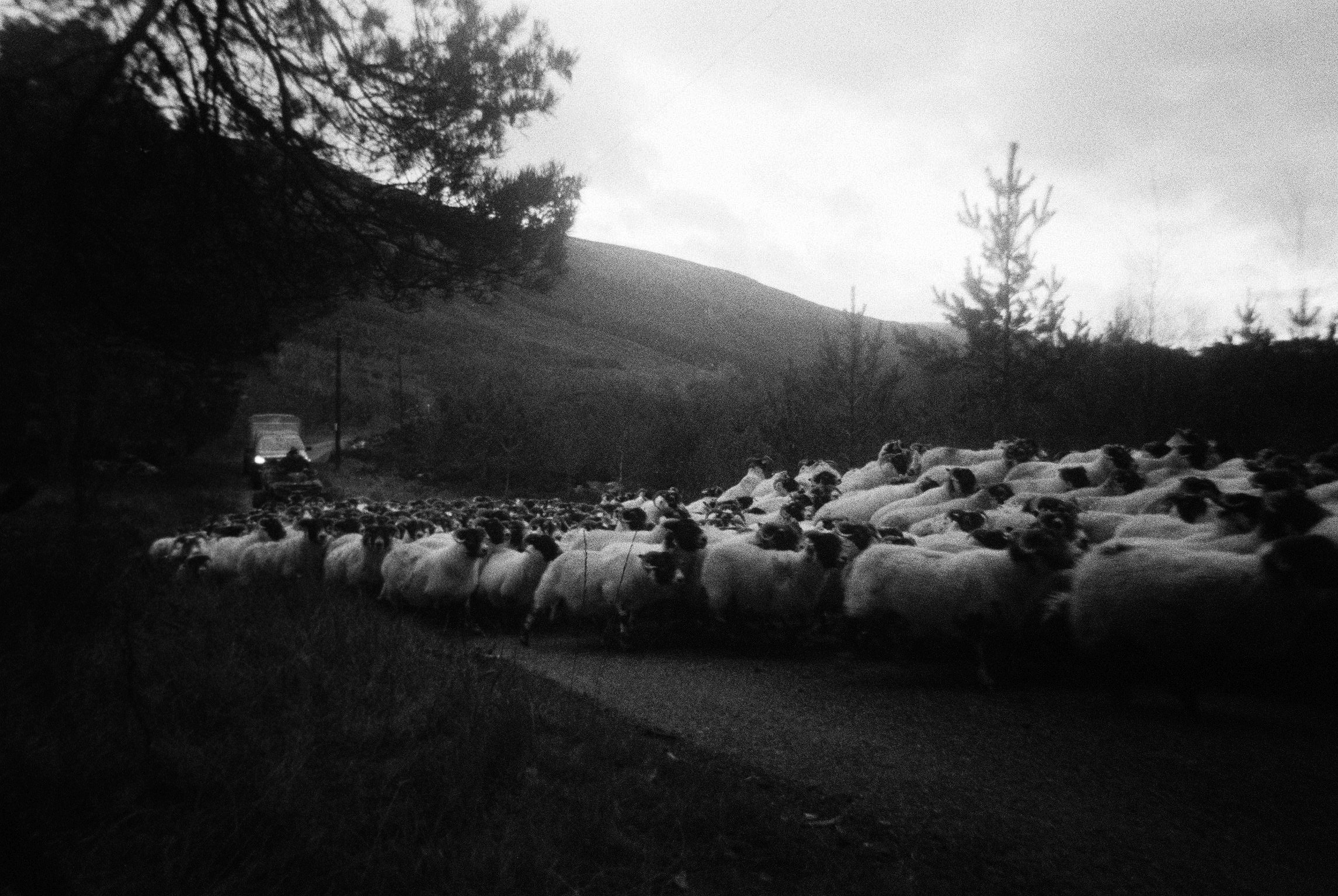 Flock of sheep filling a narrow road below a dark hillside, black and white