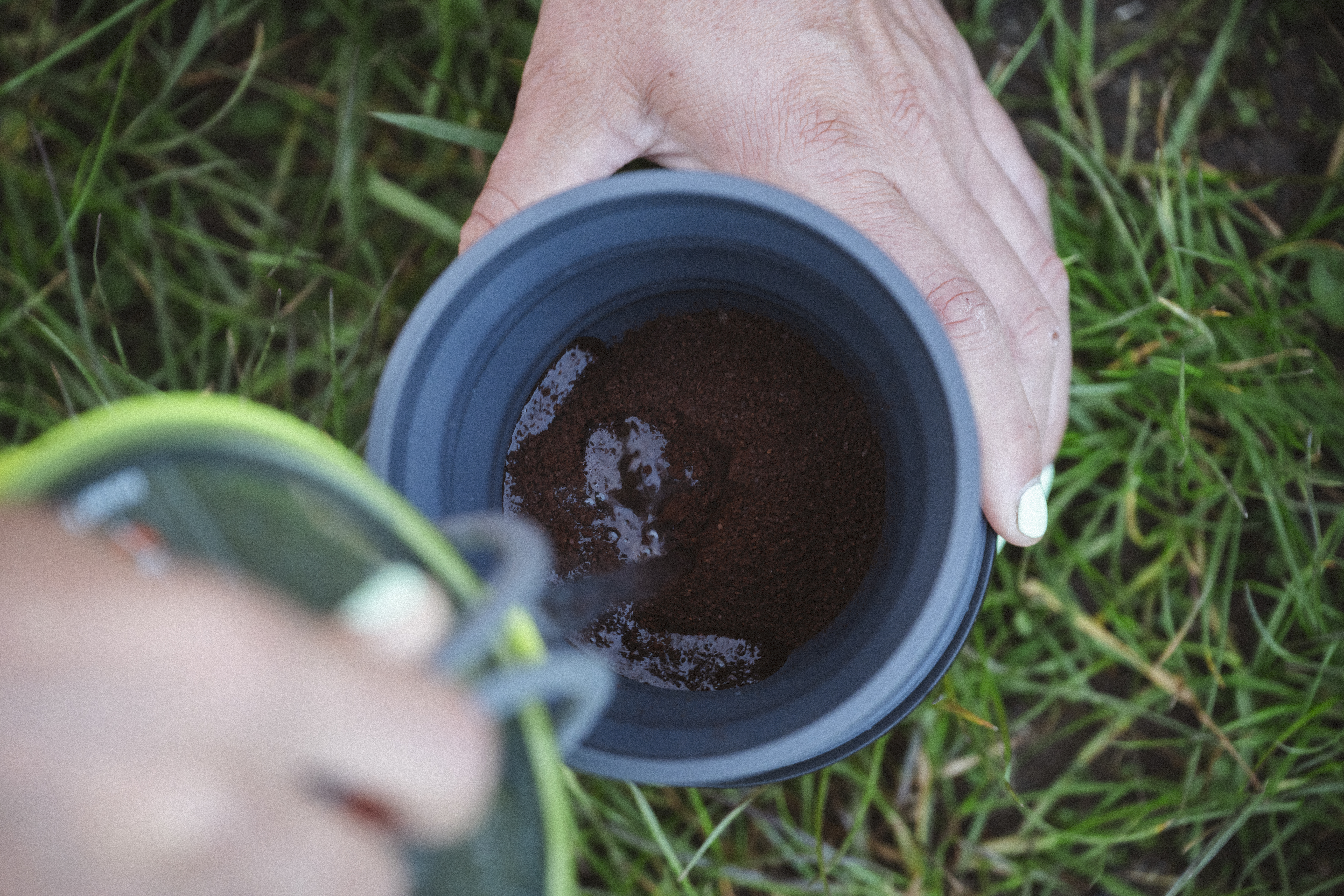 Hand holding a collapsible mug of coffee grounds over grass