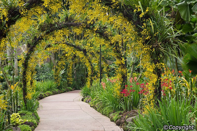 National Orchid Garden