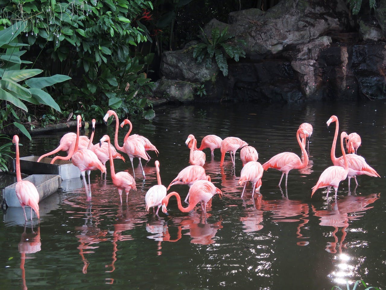 Flamingoes at Jurong Bird Park