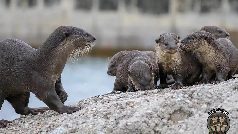 Bishan otter family