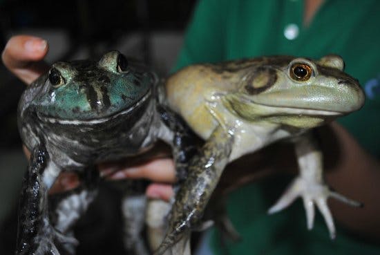 Live American Bull Frogs from Jurong Frog Farm