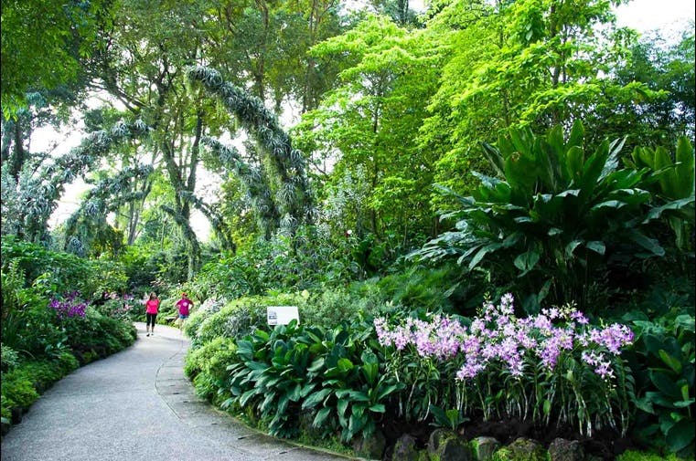The gorgeous Silver Arches Display at National Orchird Garden is one of many attractions available at Singapore Botanic Gardens. Take a 6 minute drive or even walk from Park Nova to enjoy other lovely trails like this on your off days.
