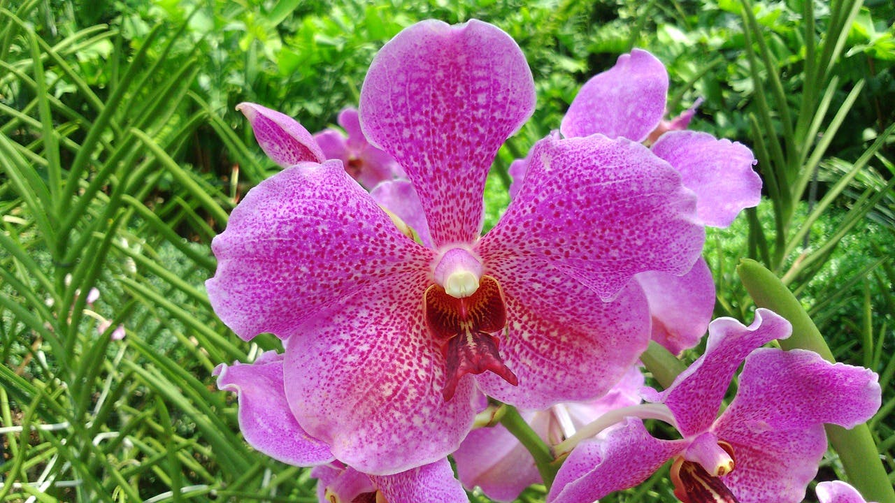 Orchids at Singapore Botanic Gardens