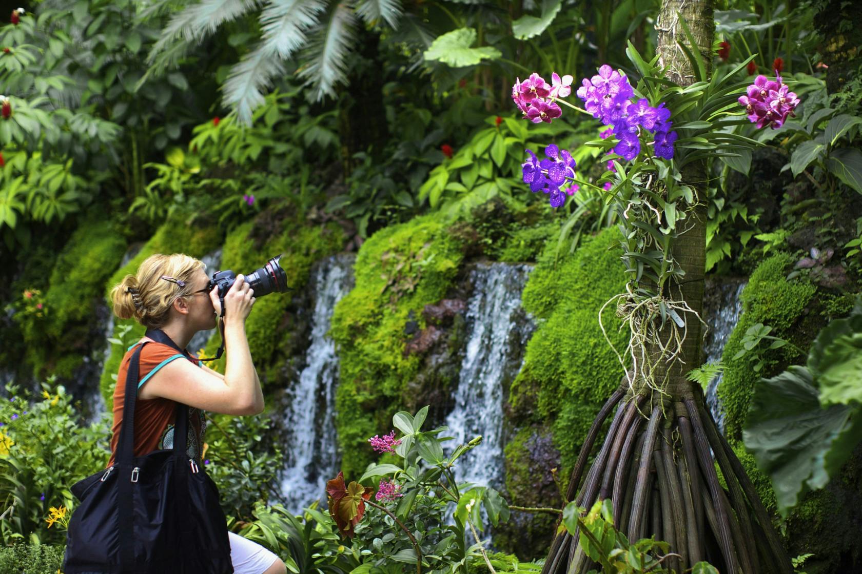 Beautiful orchirds at Singapore Botanic Gardens