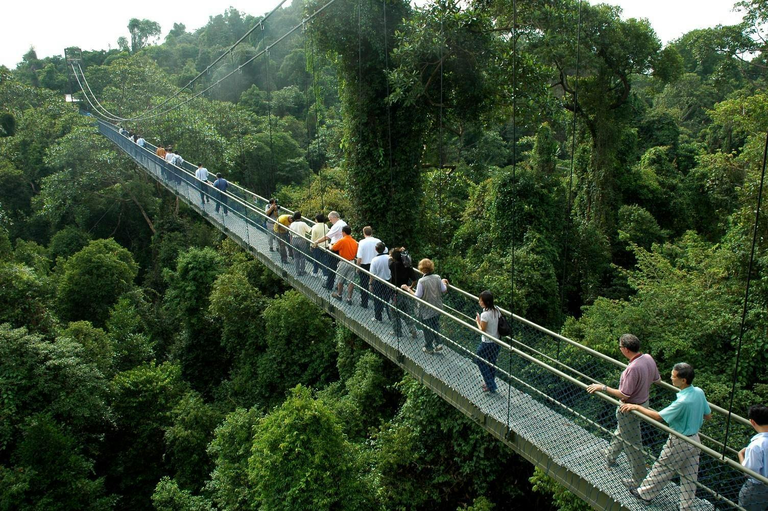Treetop Walk at MacRitchie Reservoir Park