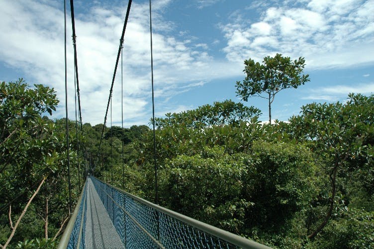 macritchie reservoir treetop walk