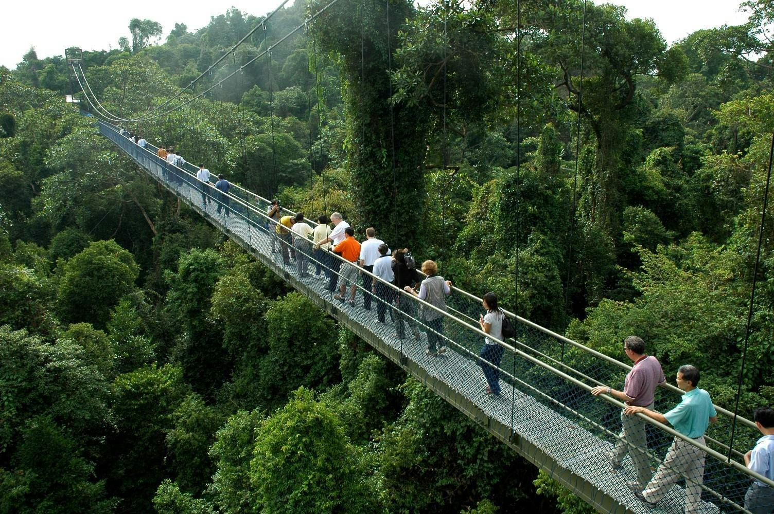 TreeTop Walk MacRitchie