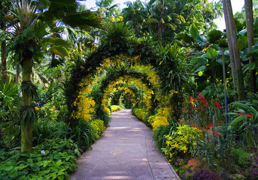 Archway made of the flora that can be found all across Singapore's Botanic Gardens