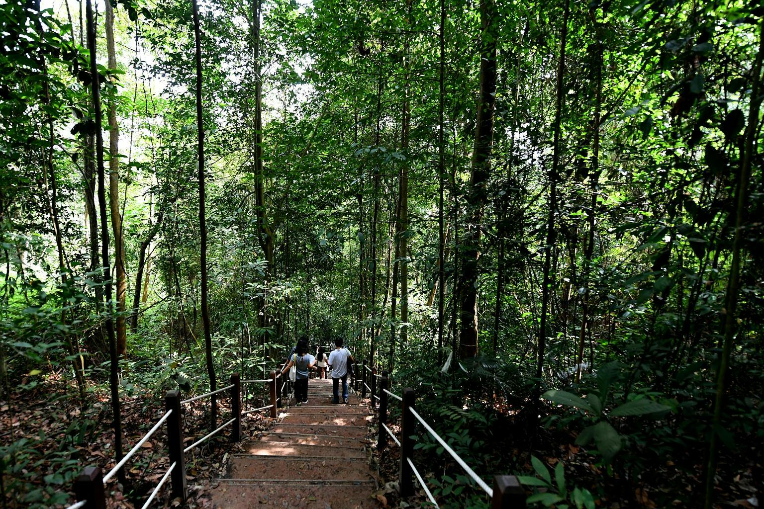 Stop by Bukit Timah Nature Reserve for a relaxing hike