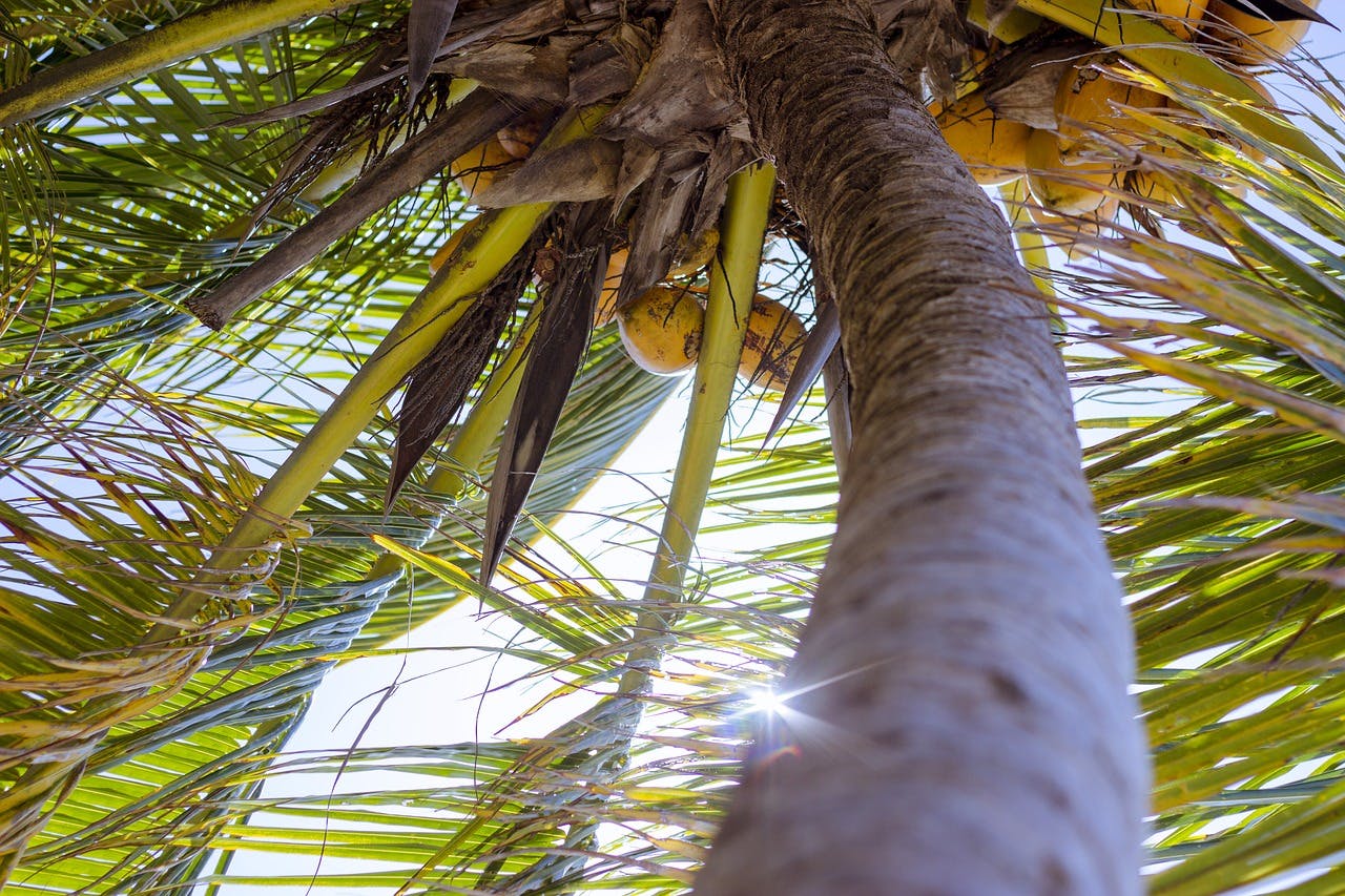 Coconut and palm trees that can be found at Bedok Reservoir Park
