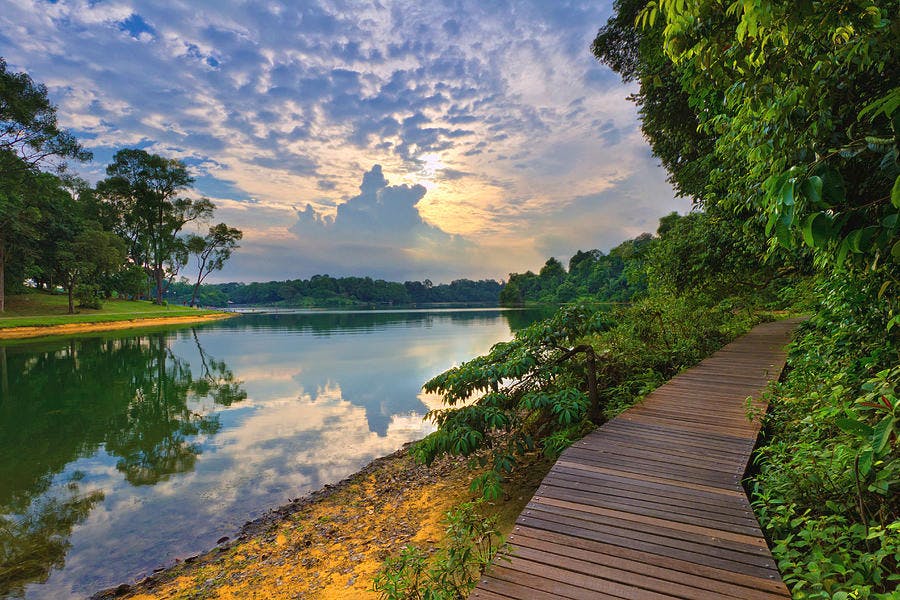Macritchie Reservoir