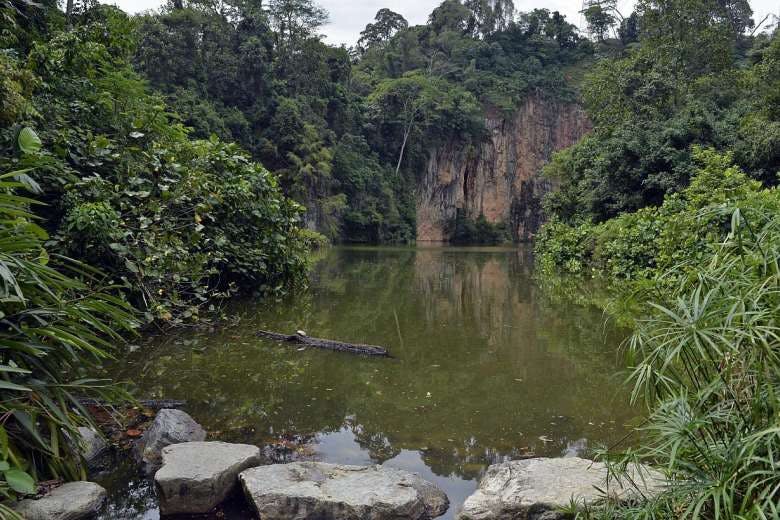 Scenic photograph of Bukit Timah Nature Reserve
