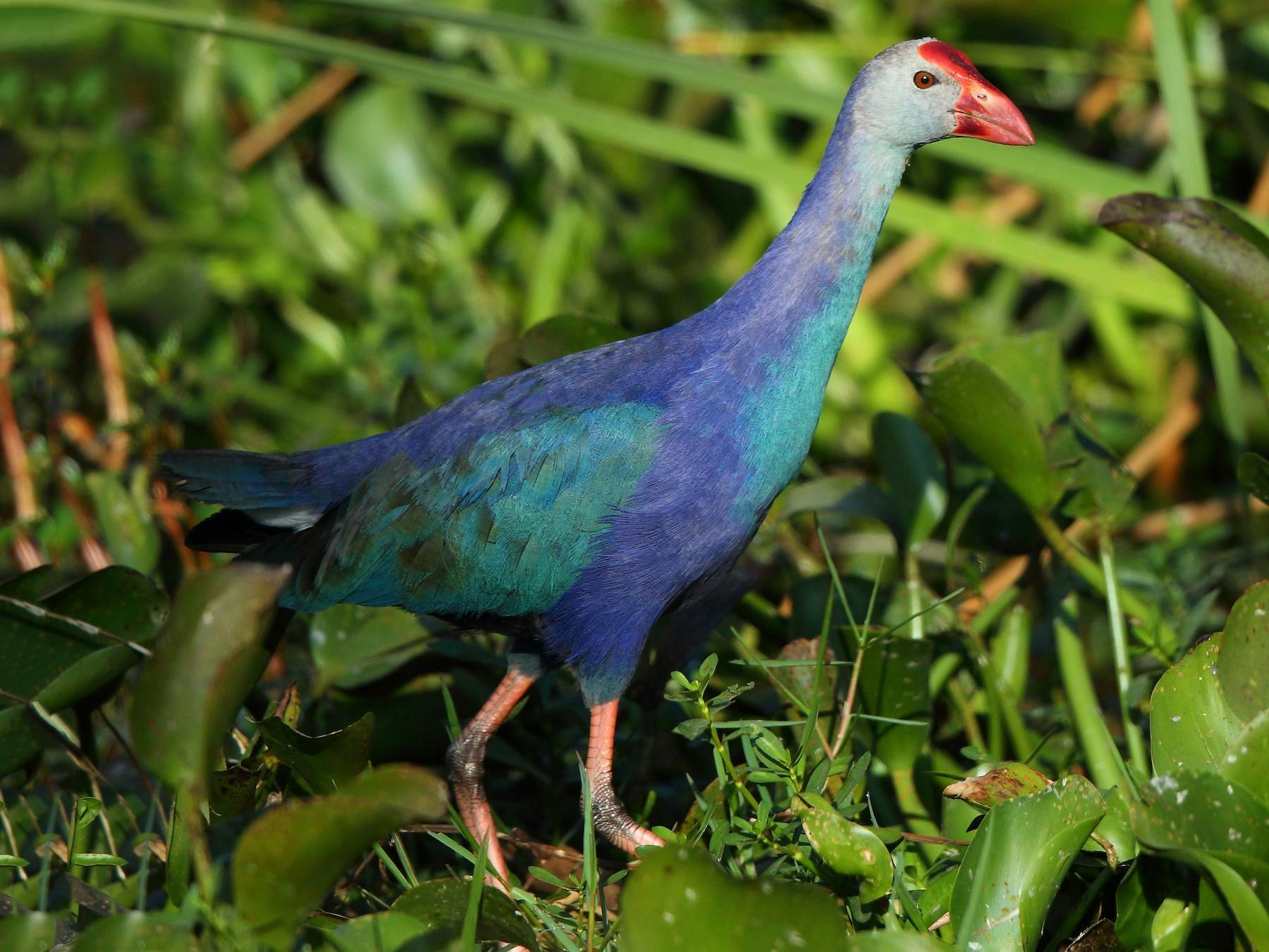 A purple swamphen, which can be spotted at the Kranji Marshes. 
