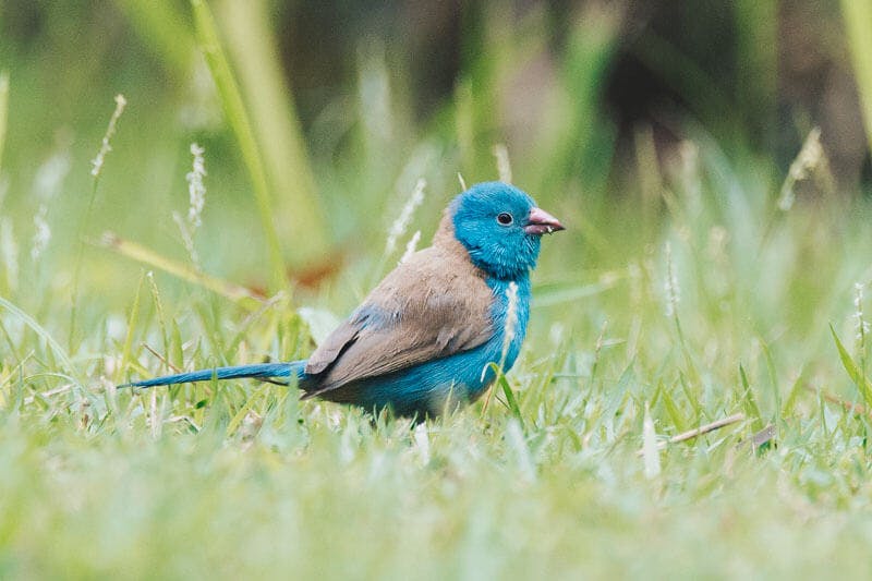 Wildlife at Tampines Eco Green
