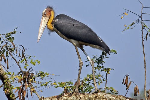 Serangoon Stork, Ranggong