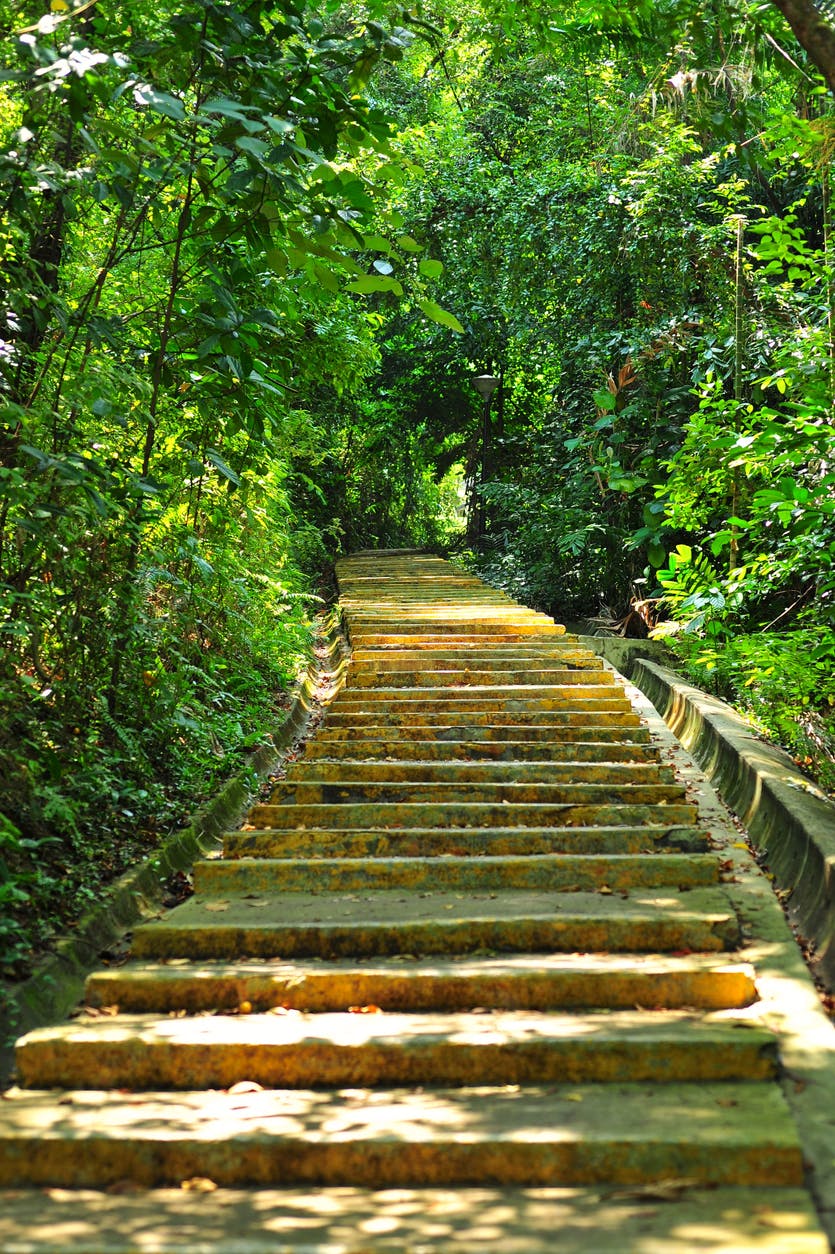 280m long Canopy Walk at Kent Ridge Park